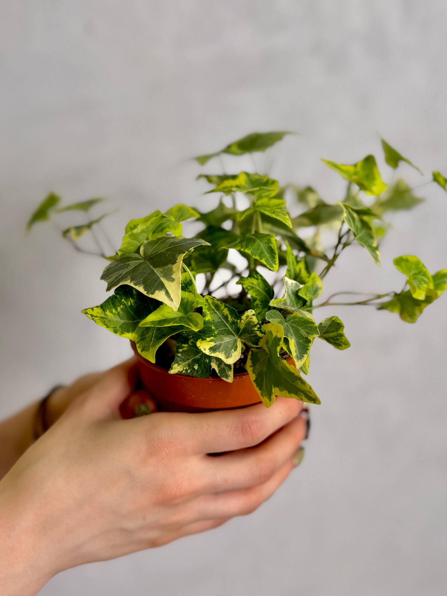 Плющ Хедера Голден Колибри (Hedera Helix Golden Kolibri) D9см