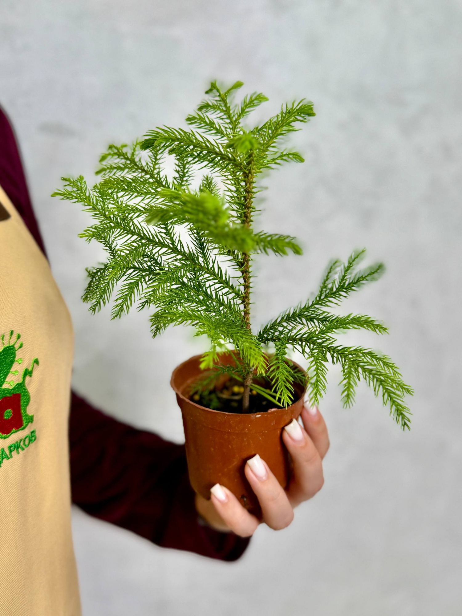 Араукария Разнолистная (Araucaria Heterophylla) D9см