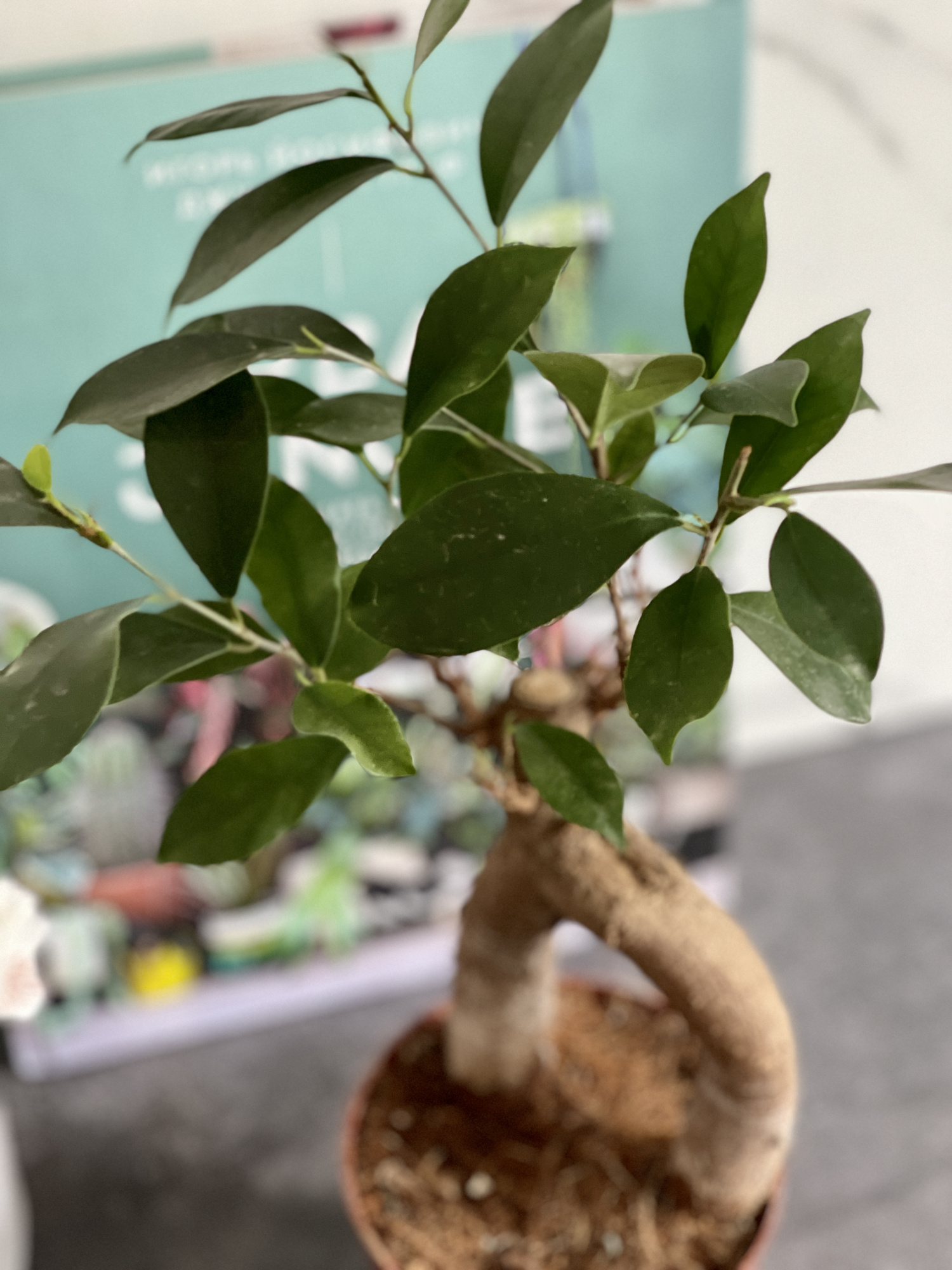 Бонсай Фикус микрокарпа (Ficus microcarpa) D11см (уцененный)