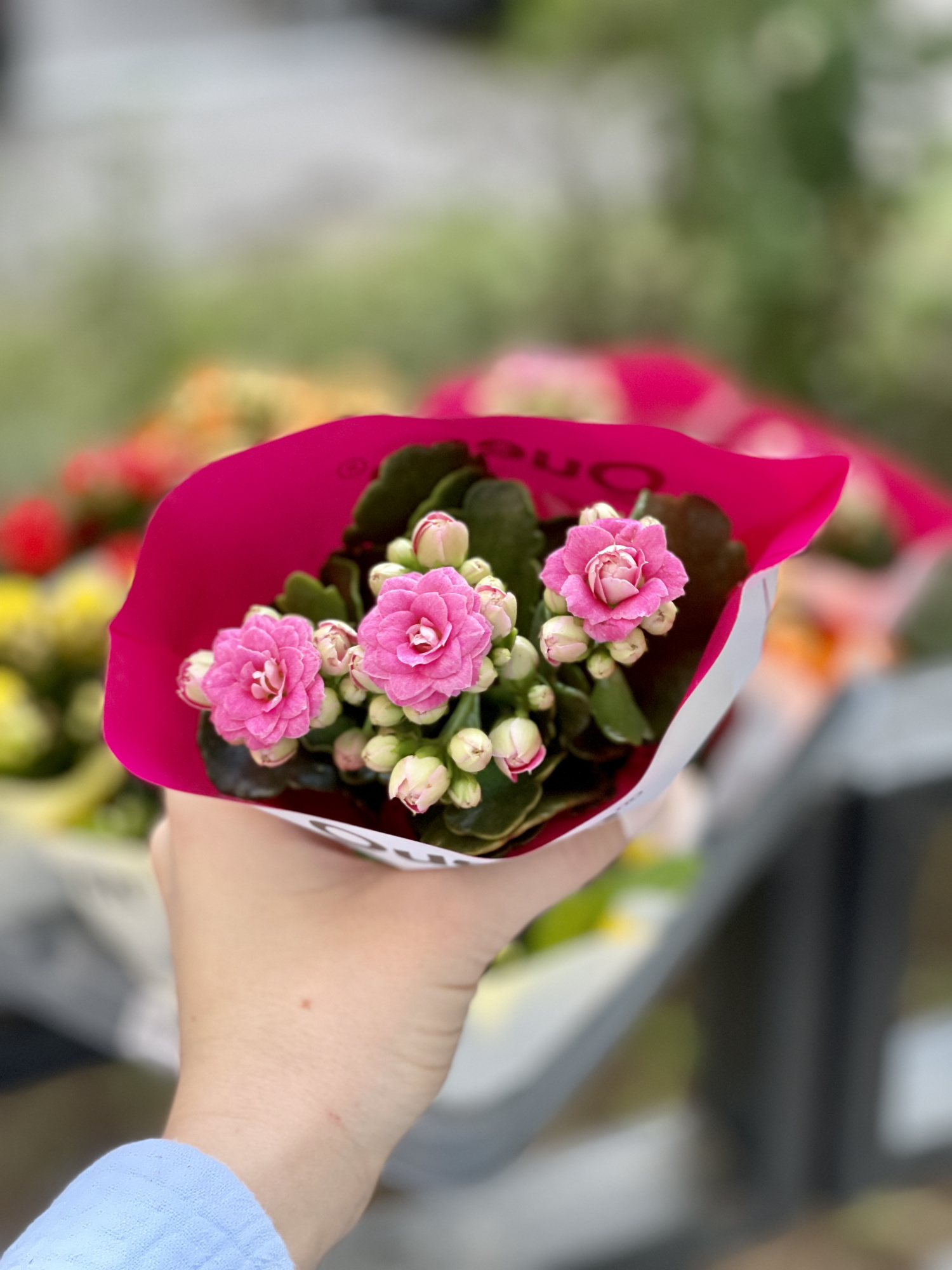Каланхоэ Розалина Розовая (Kalanchoe Rosalina Pink) D6см