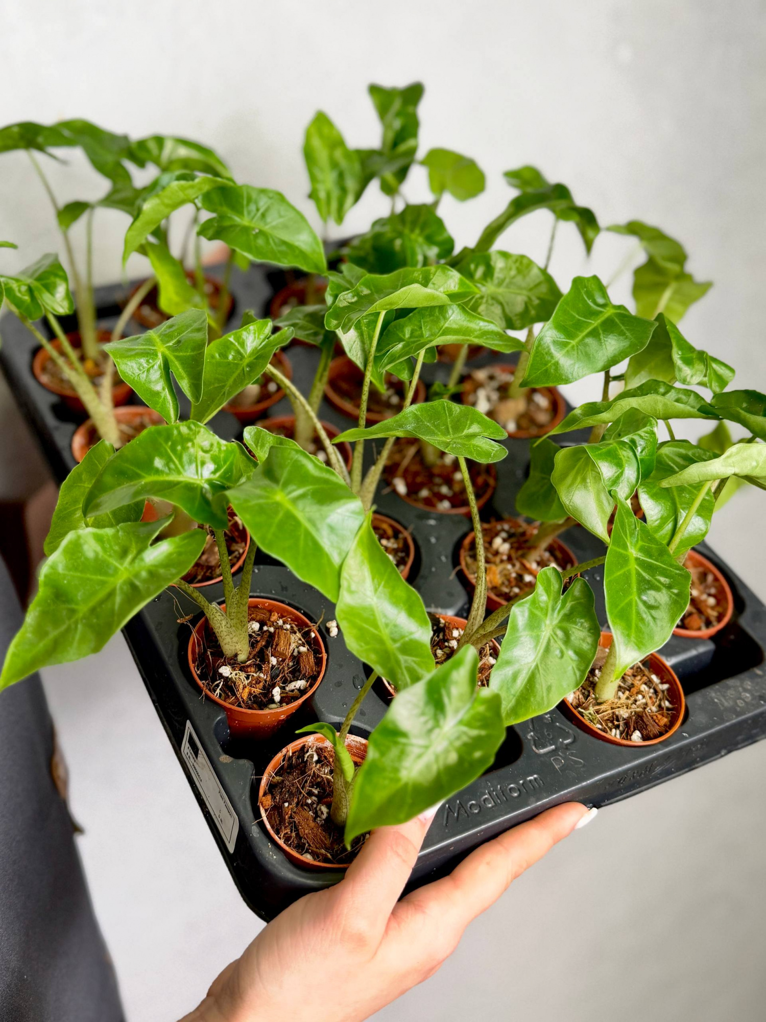 Алоказия Портора, или Портодора (Alocasia Portora) D6см