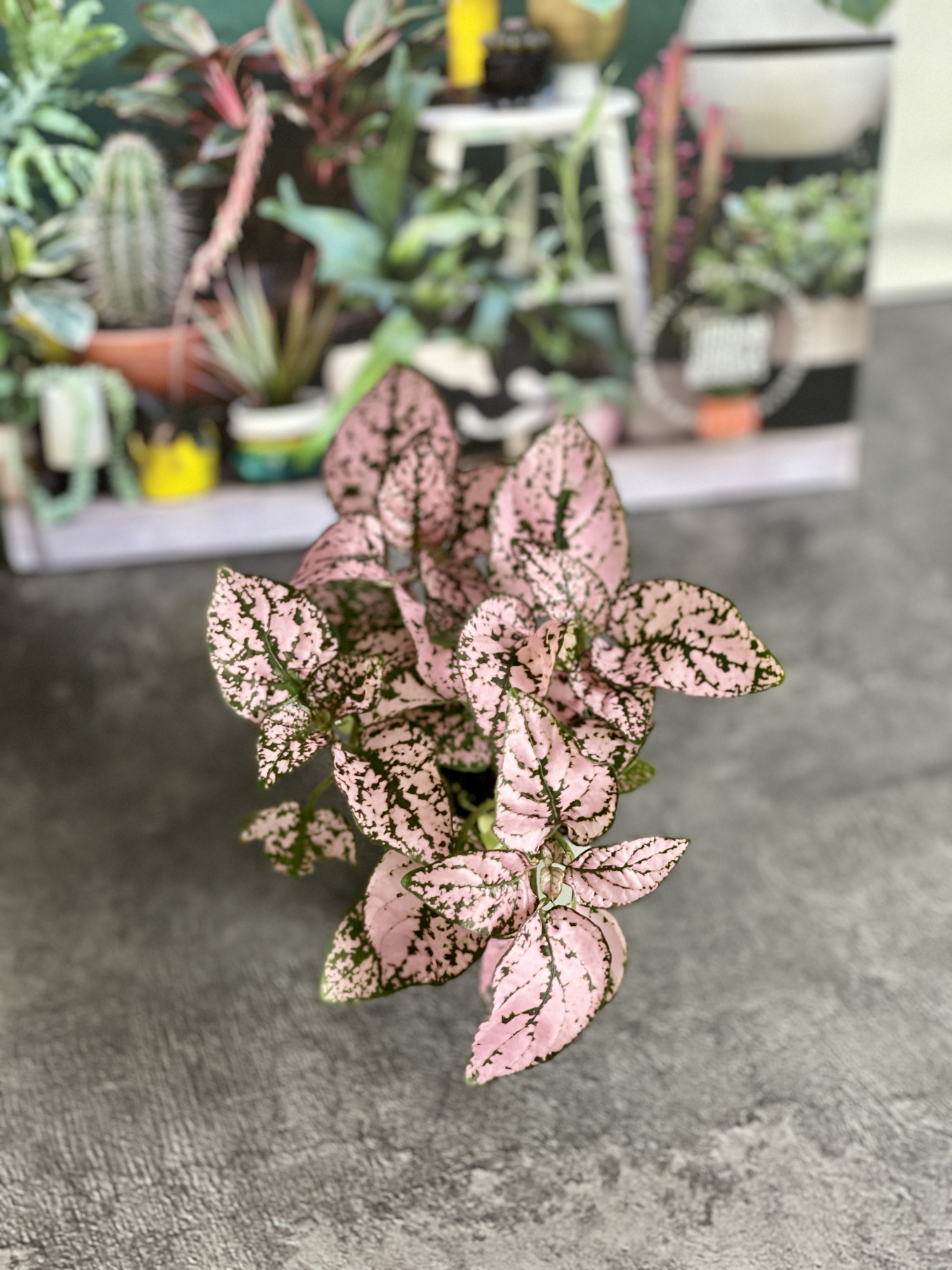 Гипоэстес Листоколосковый Пинк (Hypoestes Phyllostachya Pink) D6см
