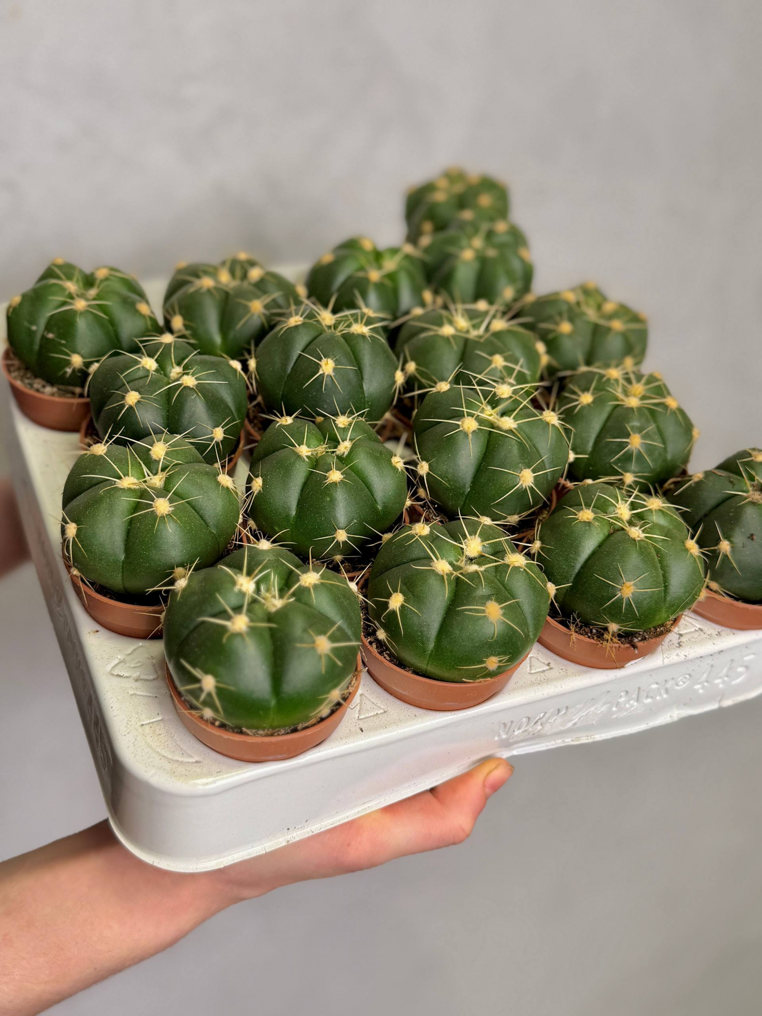 Гимнокалициум Хорста (Gymnocalycium Horsti) D5см