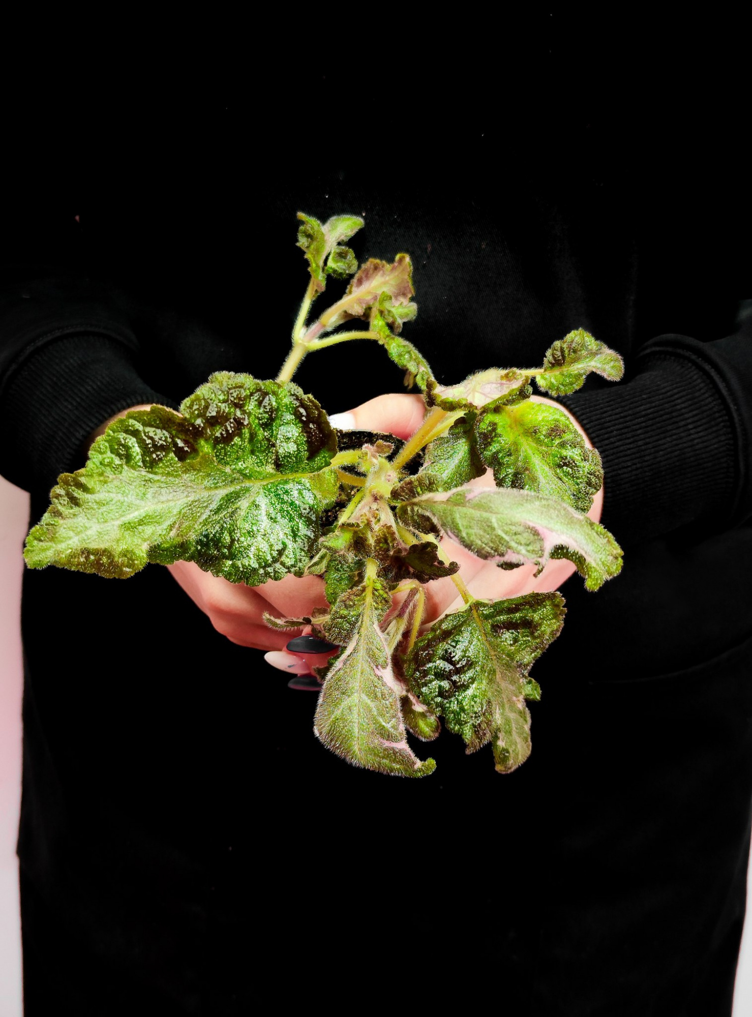 Эписция Кантри Брилианс (Episcia Country Brilliance) D6см