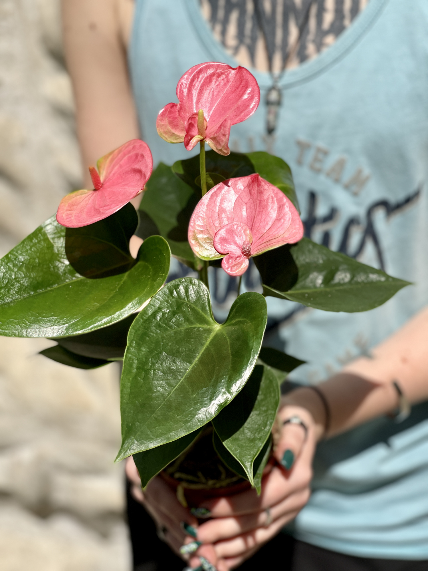 Антуриум Андре Пинк, или Розовый (Anthurium Аndraeanum Pink) D9см