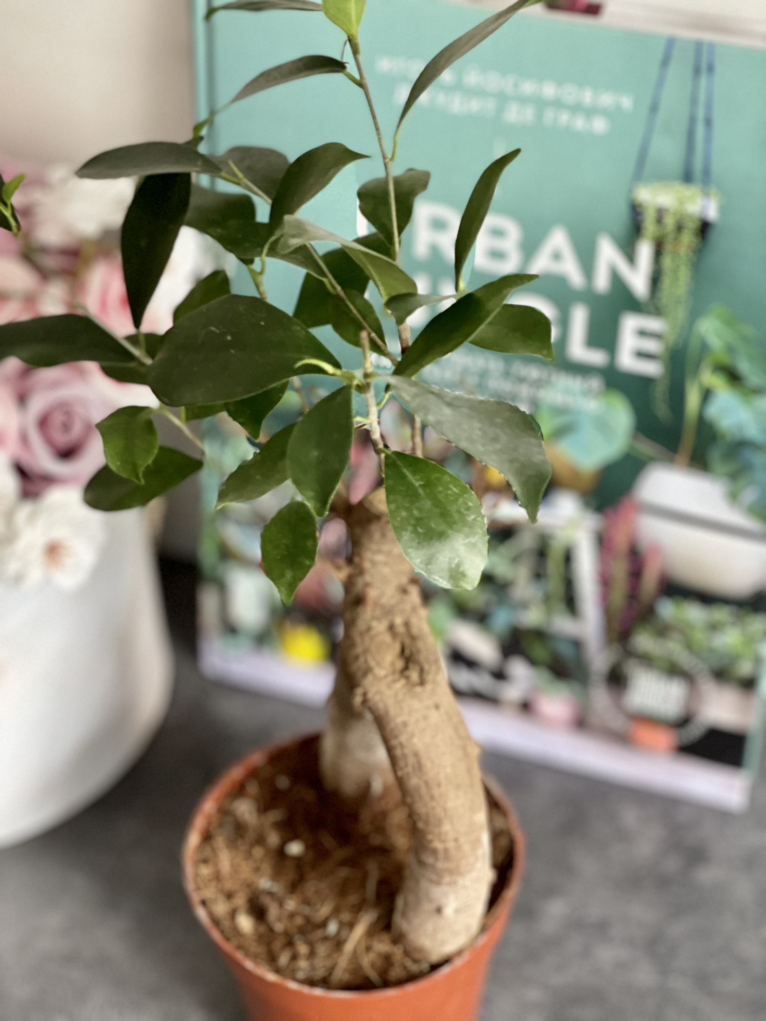 Бонсай Фикус микрокарпа (Ficus microcarpa) D11см (уцененный)