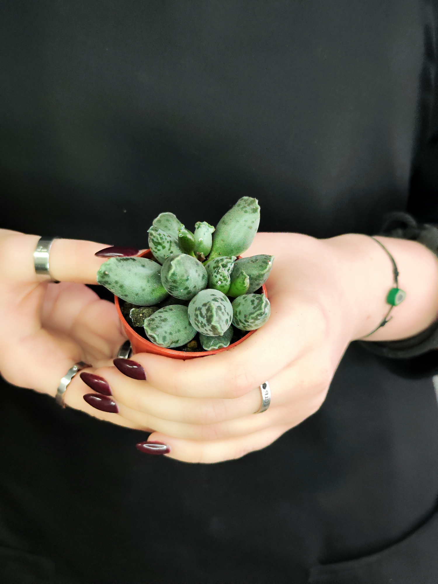 Адромискус Грей (Adromischus Grey) D5см