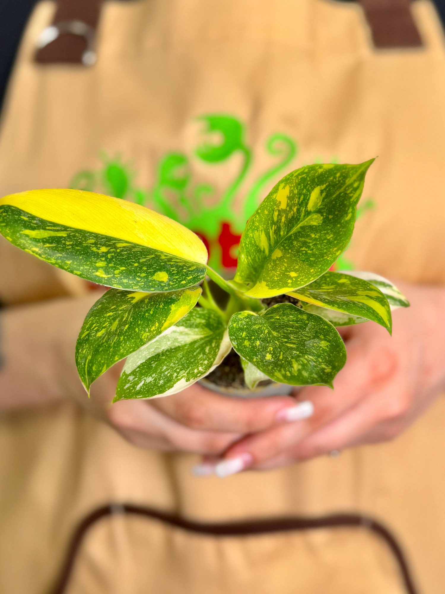 Филодендрон Грин Конго Вариегата (Philodendron Green Congo Variegata) D6см