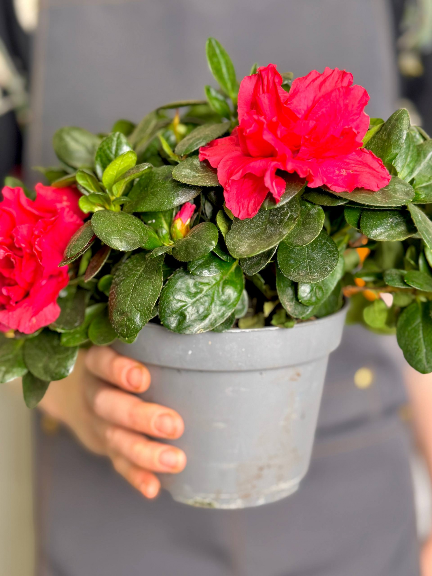 Азалия (Рододендрон) Индийская Красная (Azalea Indica Red) D13см