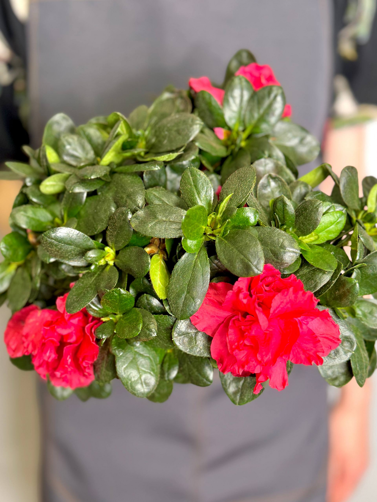 Азалия (Рододендрон) Индийская Красная (Azalea Indica Red) D13см