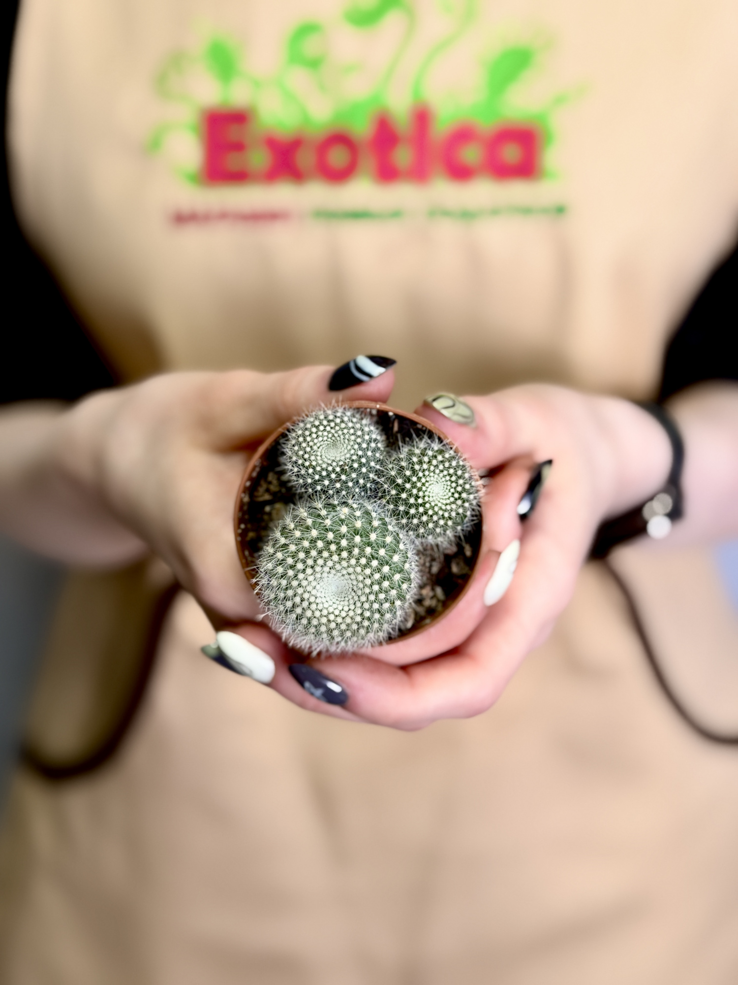 Нотокактус Хазельберга Груп, или Пародия Хазельберга (Notocactus Hasselbergii Group) D5см