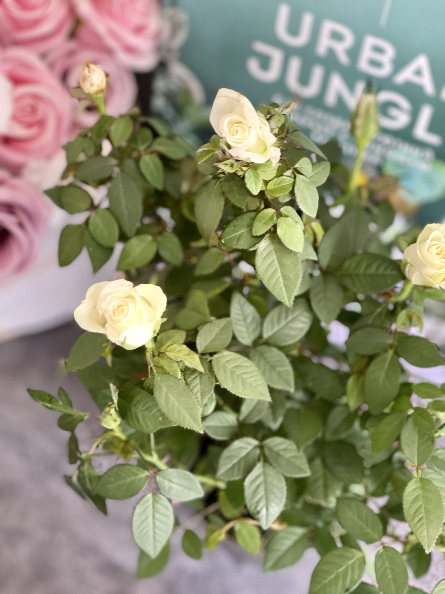 Роза белая комнатная (Rose White) D9см