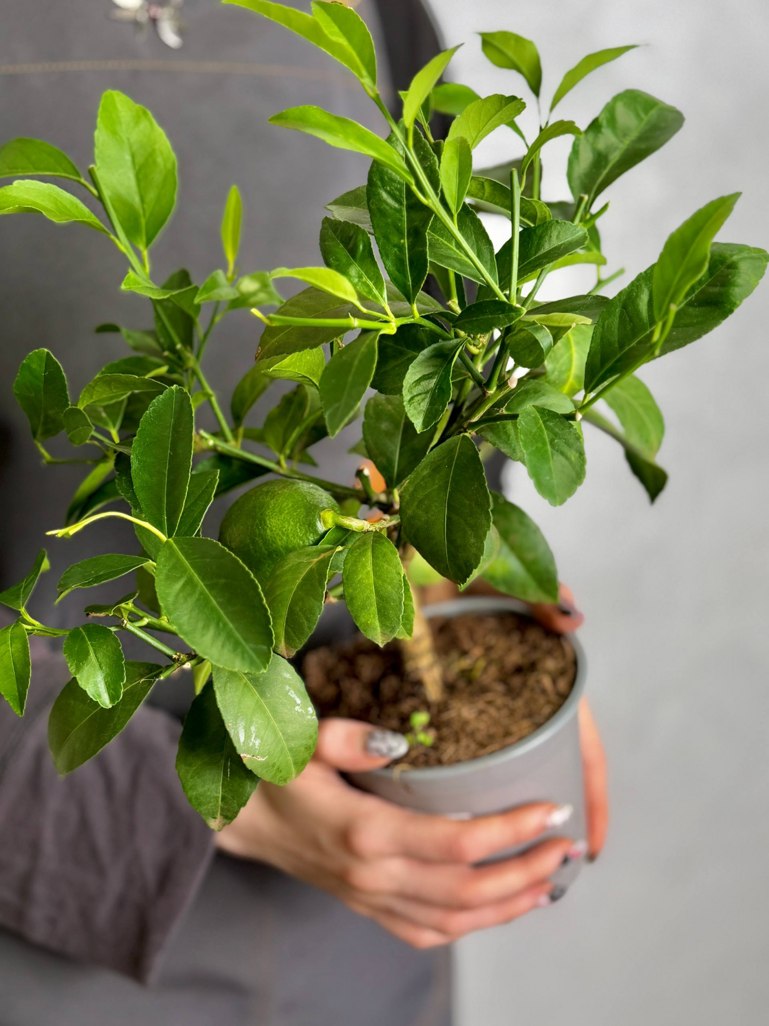 Лимонное Дерево (Citrus lemon on stem) D12см