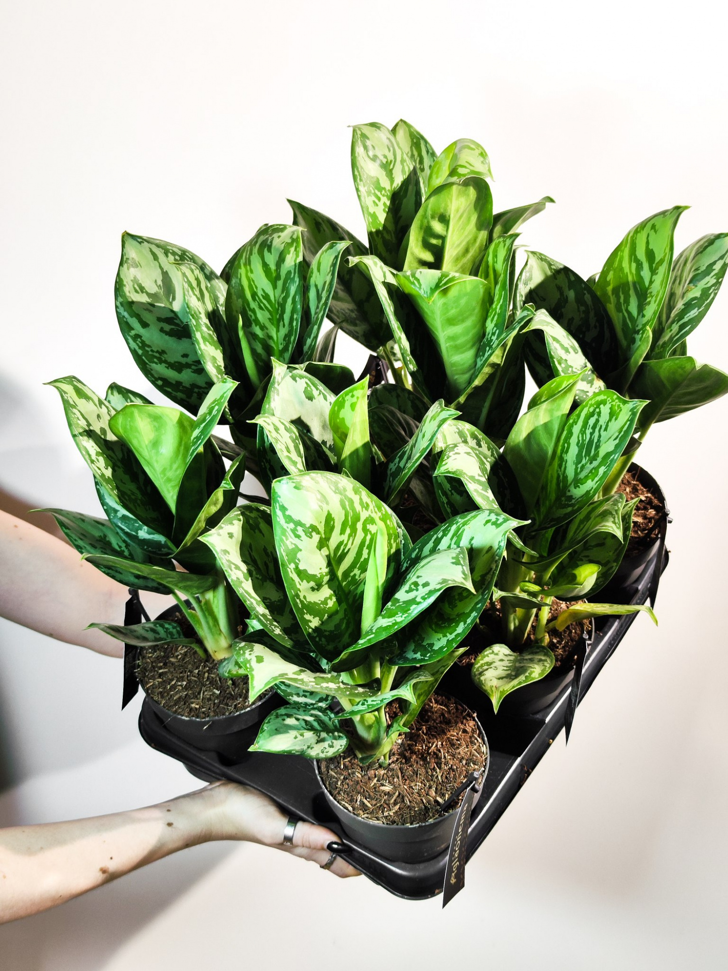 Аглаонема Джангл Сильвер (Aglaonema Jungle Silver) D12см