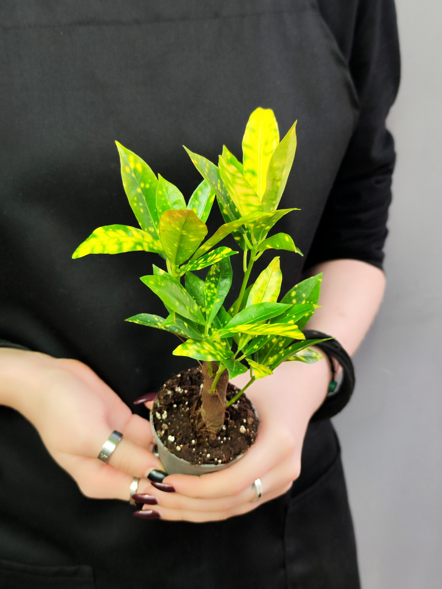 Кодиеум, или Кротон Аукуболистный (Codiaeum Aucubaefolia) D6см