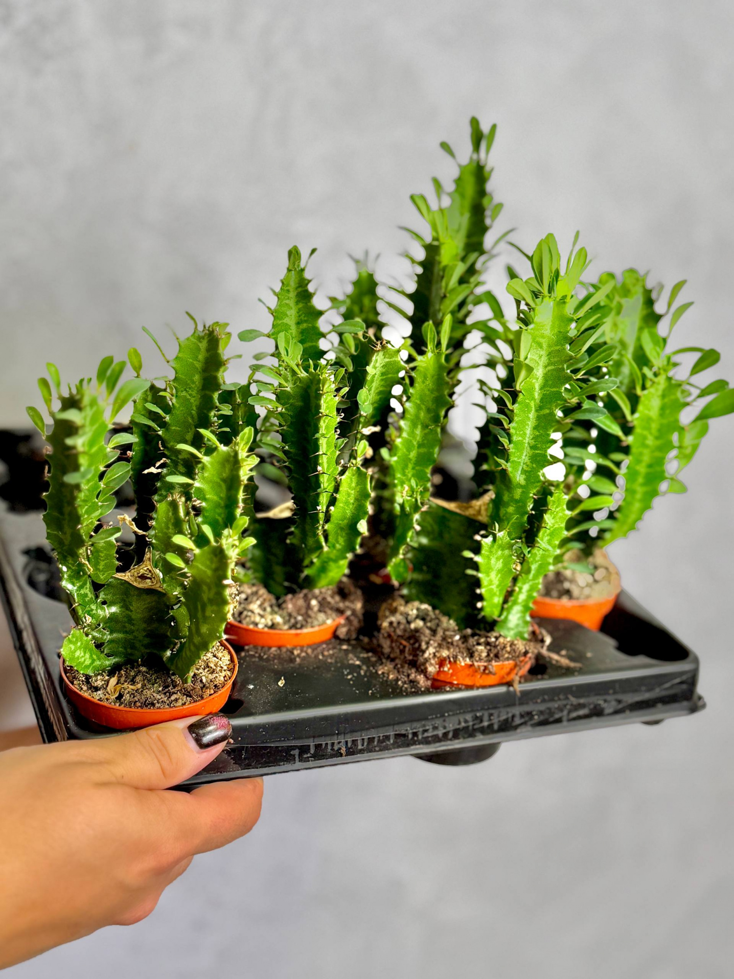 Эуфорбия Тригона, или Молочай Трёхгранный (Euphorbia Trigona) D6см