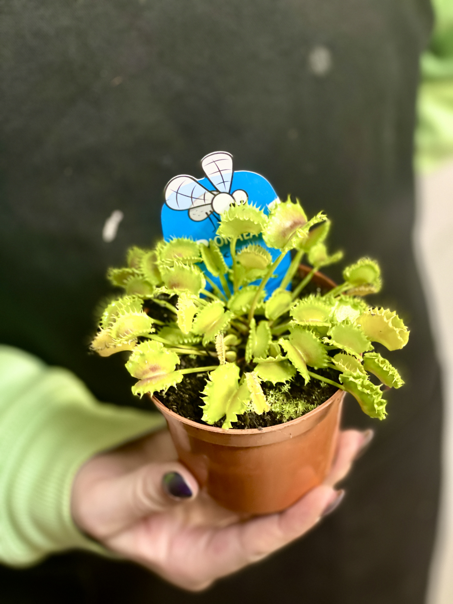 Венерина Мухоловка Зип (Dionaea Muscipula Zipp) D9см
