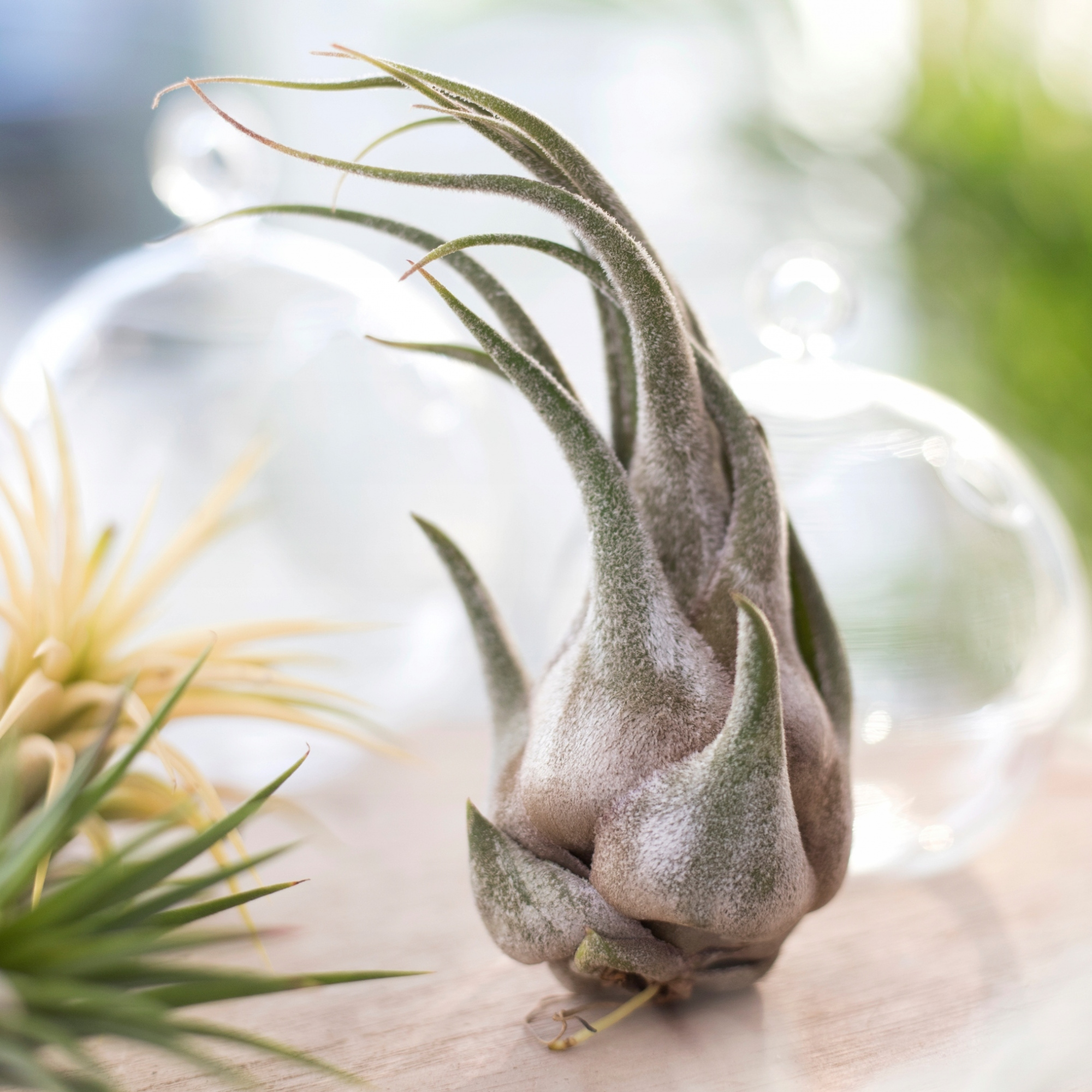 Тилландсия Селериана (Tillandsia Seleriana)