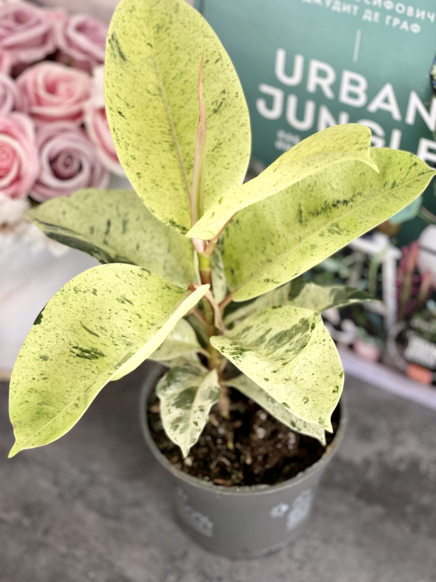 Фикус Вариегатный Эластика Шрайвериана (Ficus Elastica Shivereana) D10см