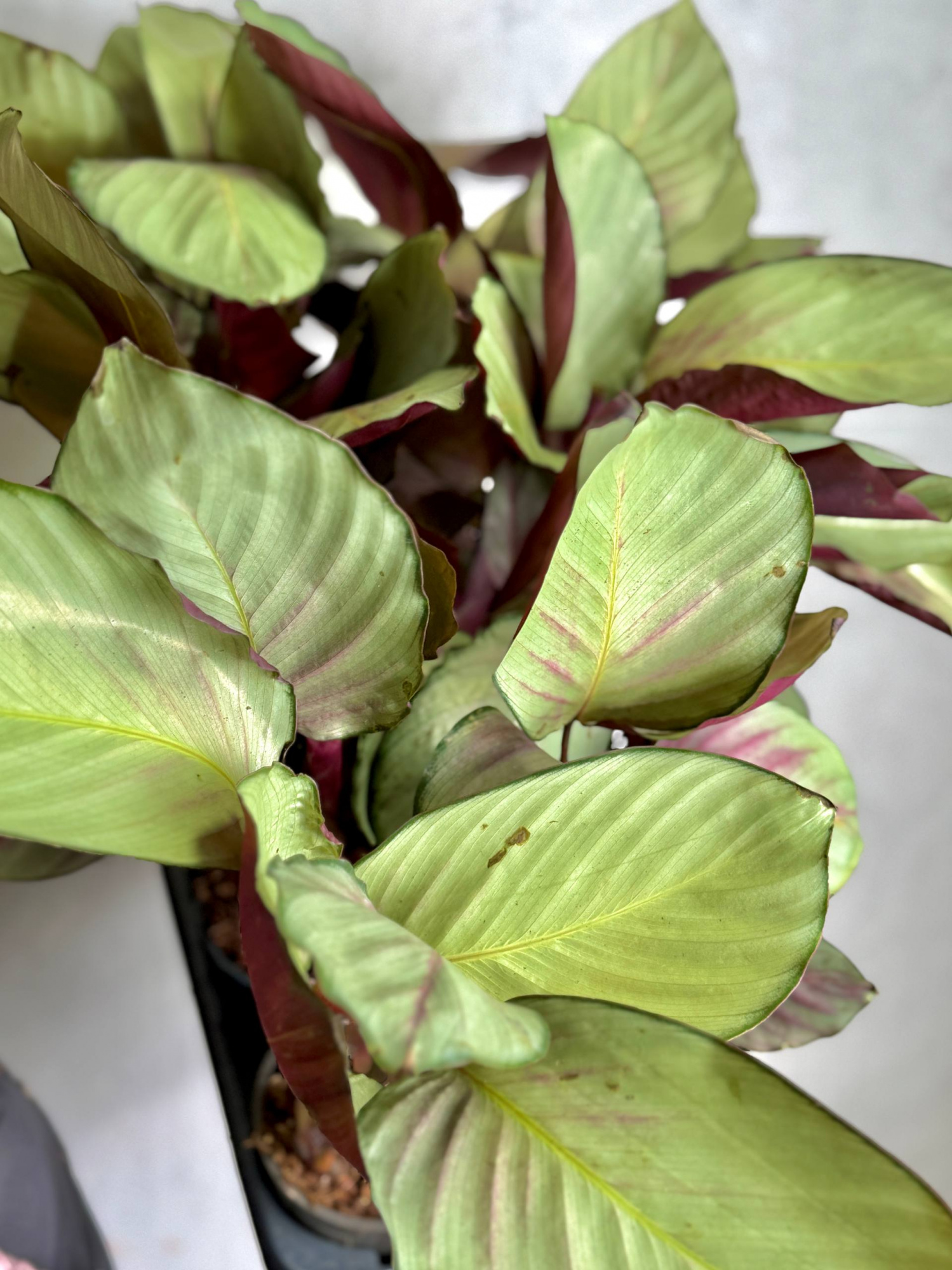 Калатея Сильвер Плейт (Calathea Silver Plate) D12см