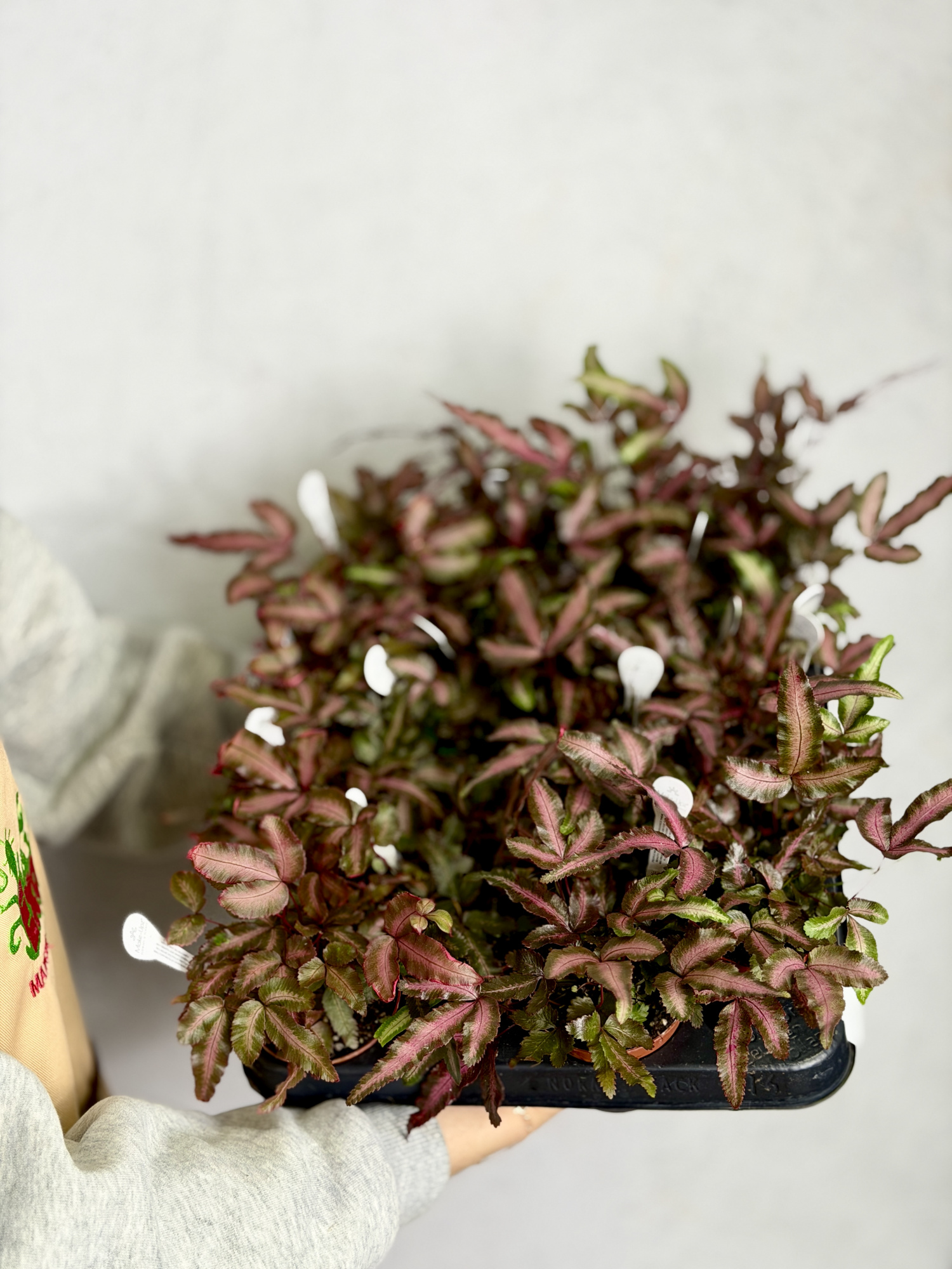 Птерис Критский Альболинеата Мейк Ап (Pteris Cretica Albolineata Make-upz) D7см