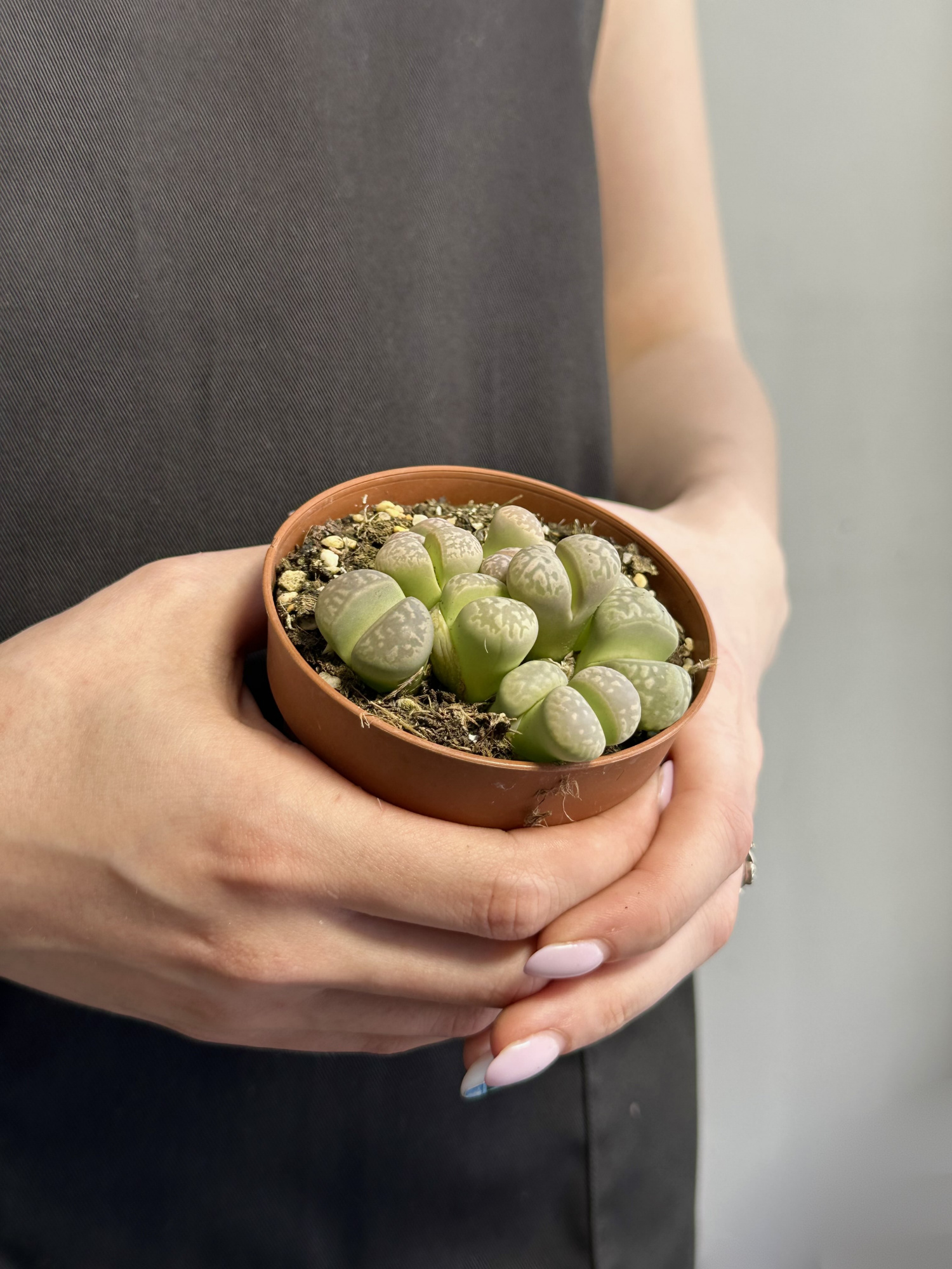 Литопсы Грин (Lithops Green Group) D8см