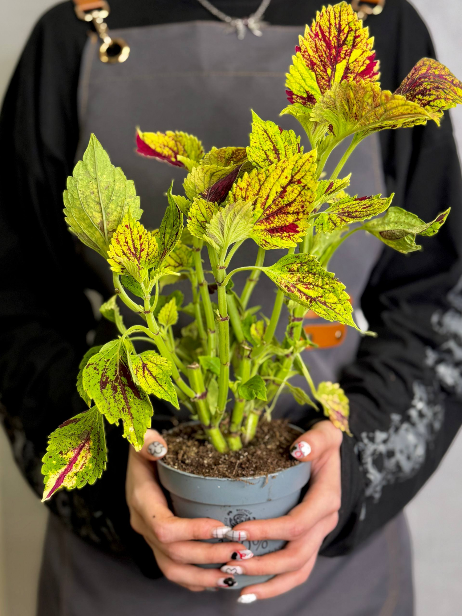 Колеус Мультиколор Циркон (Coleus Multicolor Zircon) D11см
