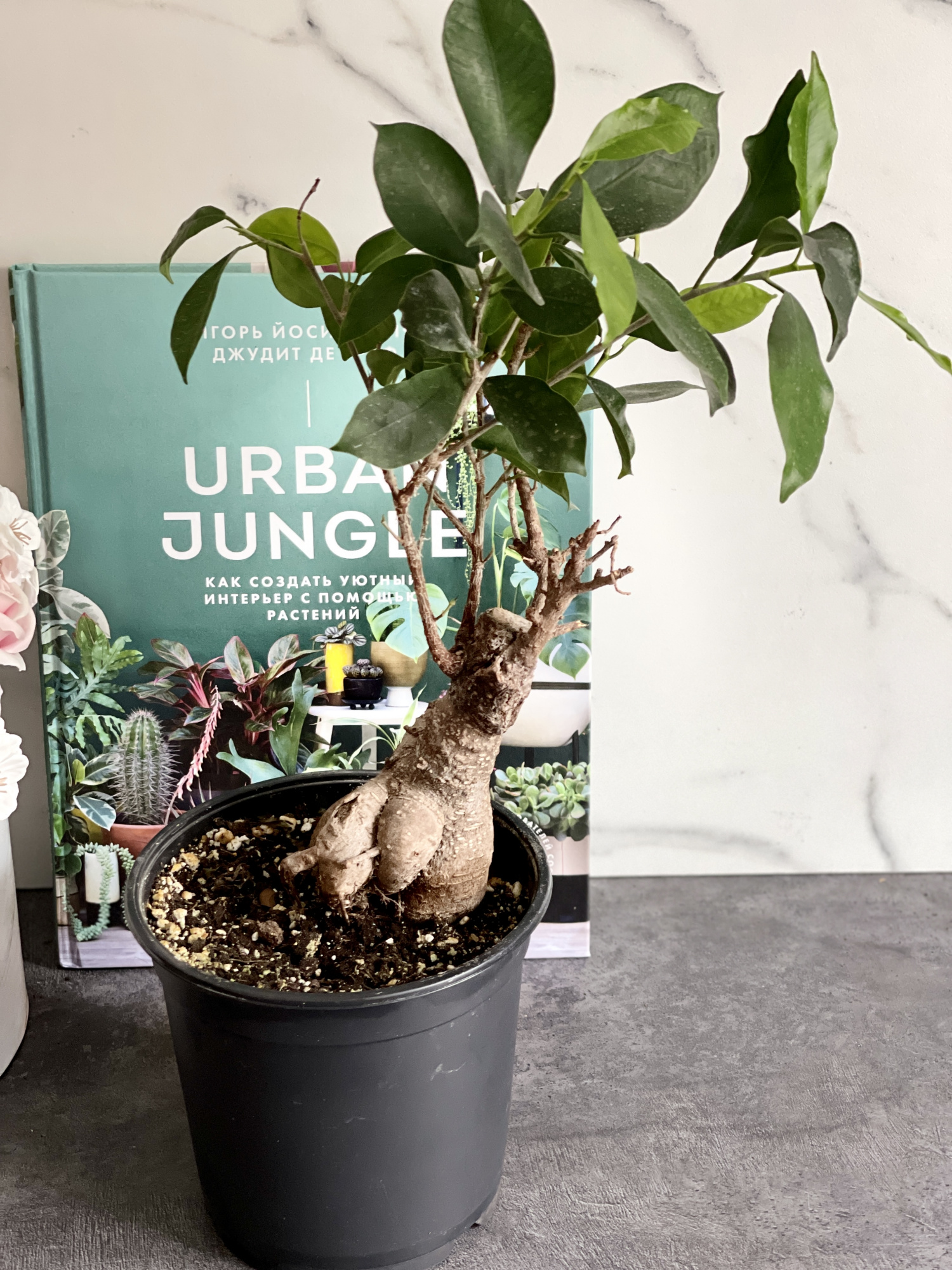 Бонсай Фикус микрокарпа (Ficus microcarpa) D15см (уцененный)