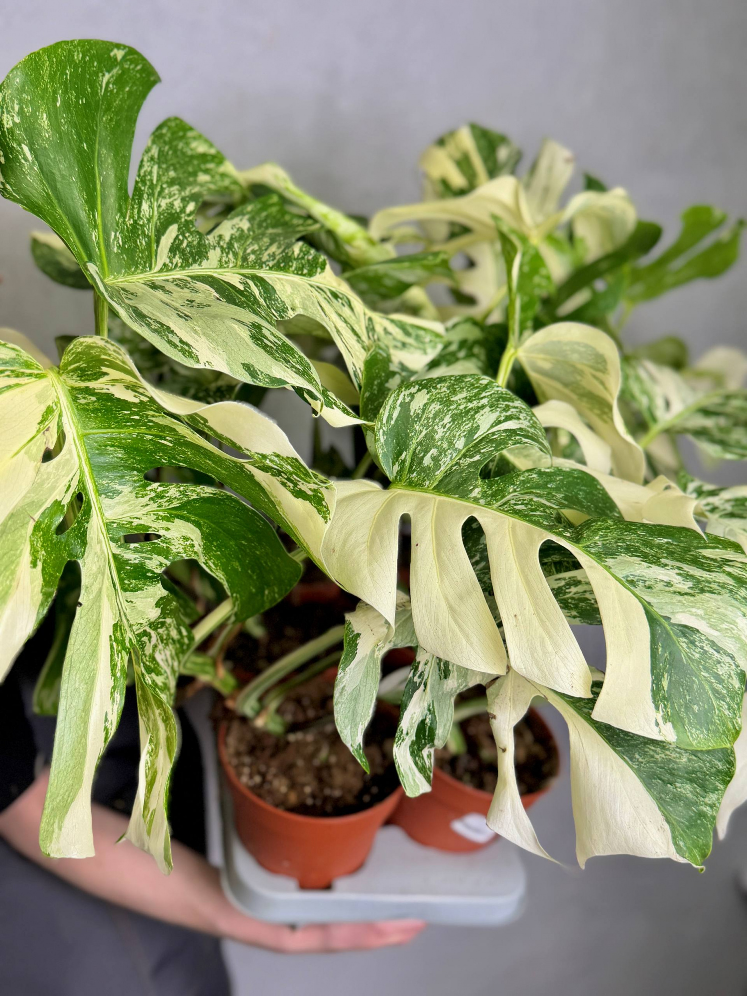 Монстера Деликатесная Супер Альба Вариегатная (Monstera Deliciosa Variegata Super White) D15см