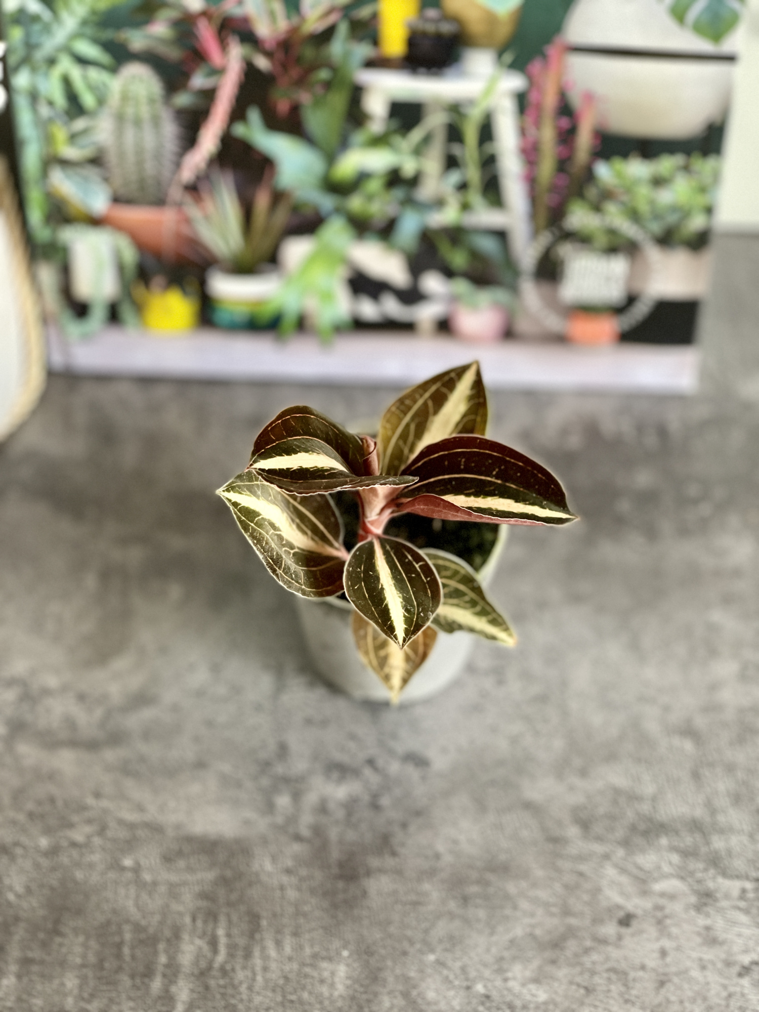 Орхидея Драгоценная Карма Эмбер (Jewel Orchid Karma Amber) D7см
