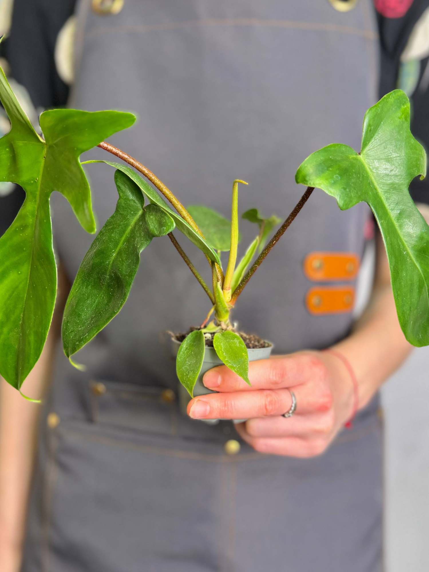 Филодендрон Майо (Philodendron Mayoi) D6см