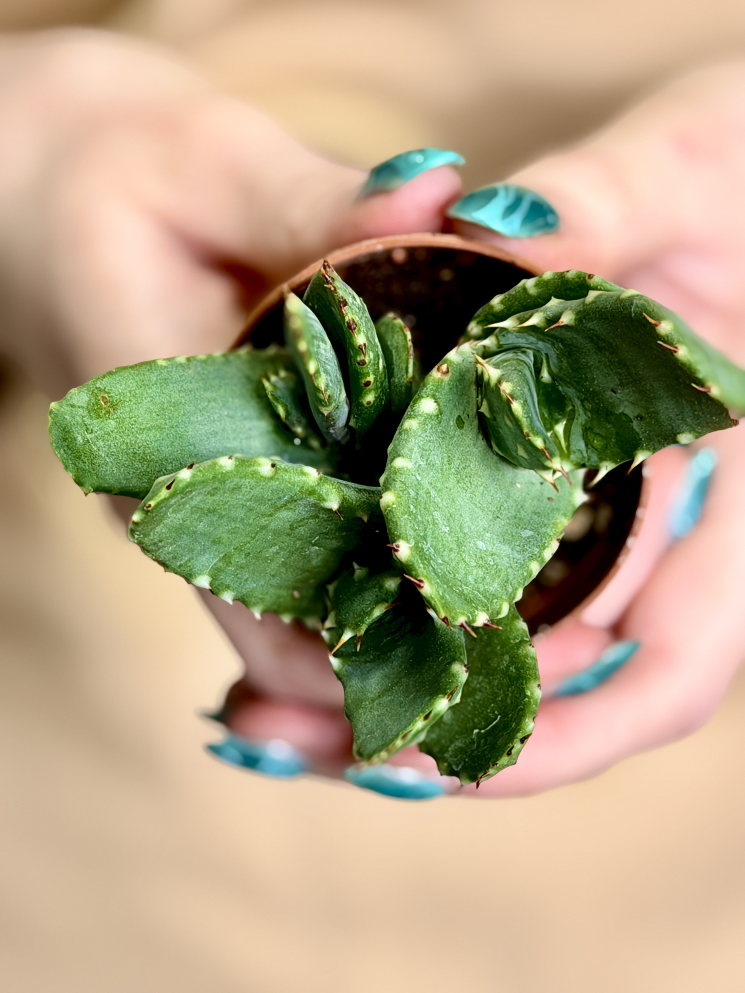 Алоэ Рейтзи, или Алоэ Рейтса (Aloe Reitzii) D5см