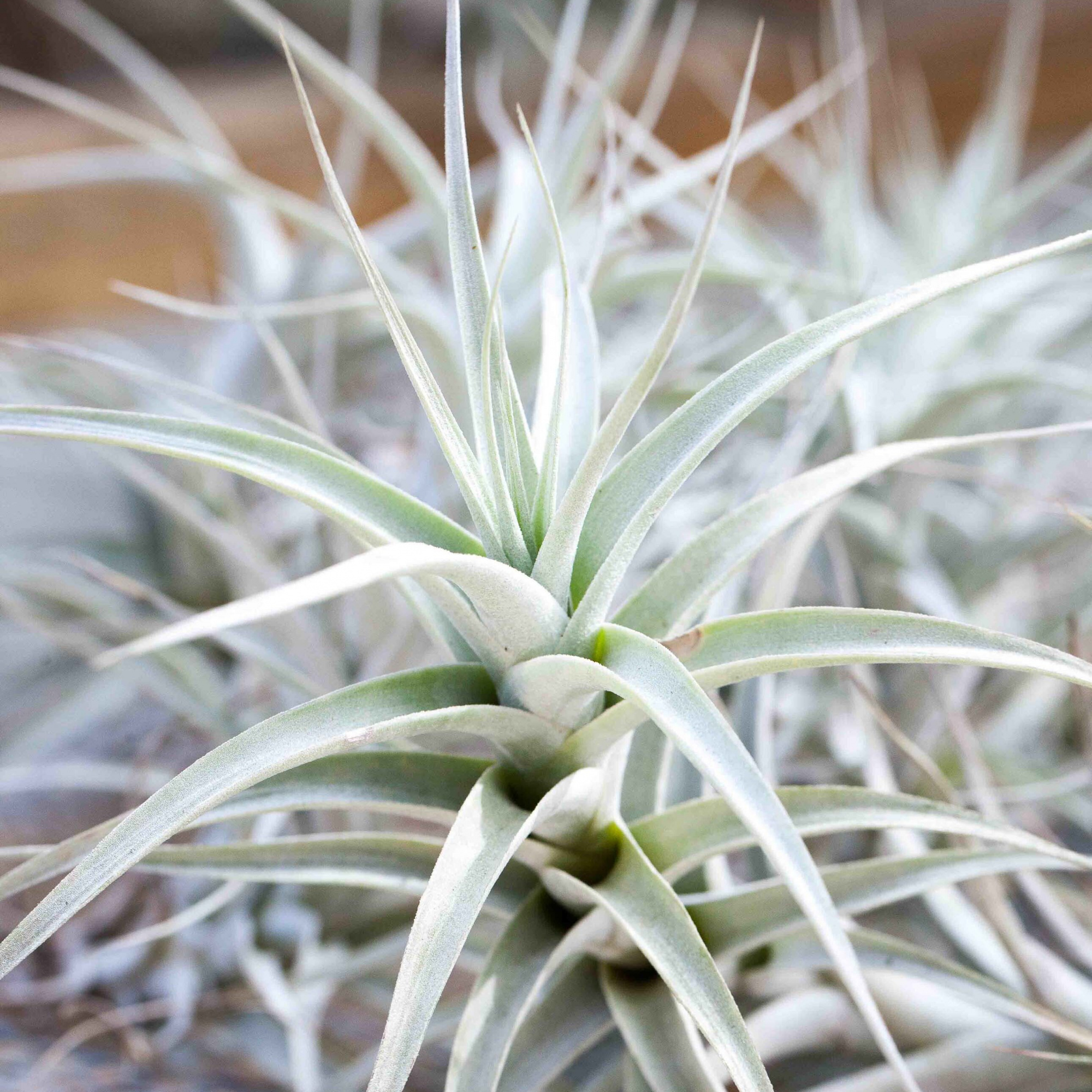 Тилландсия Беловатая (Tillandsia Albida)
