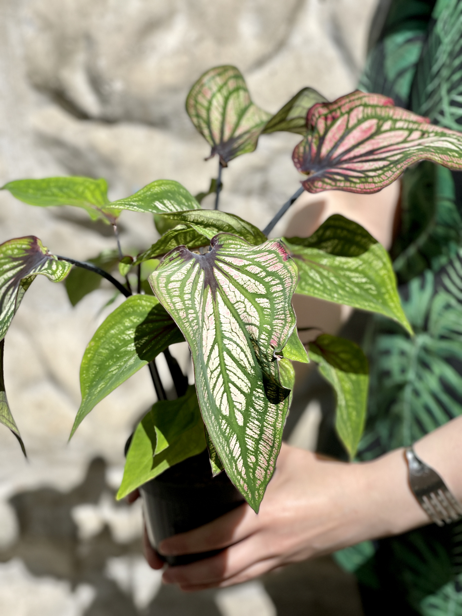 Каладиум Люси (Caladium Lucia) D12см