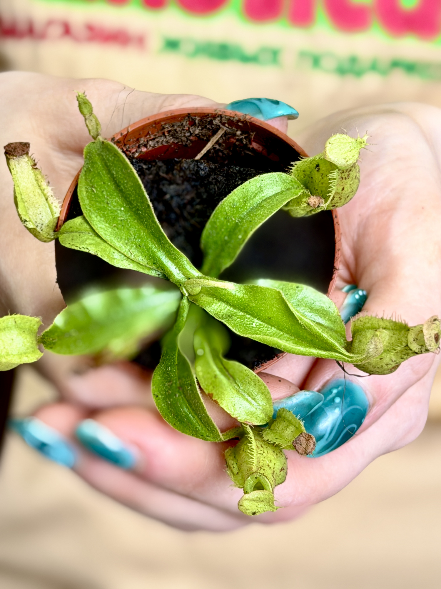 Непентес Хукериана Мини (Nepenthes Hookeriana Mini) D5см