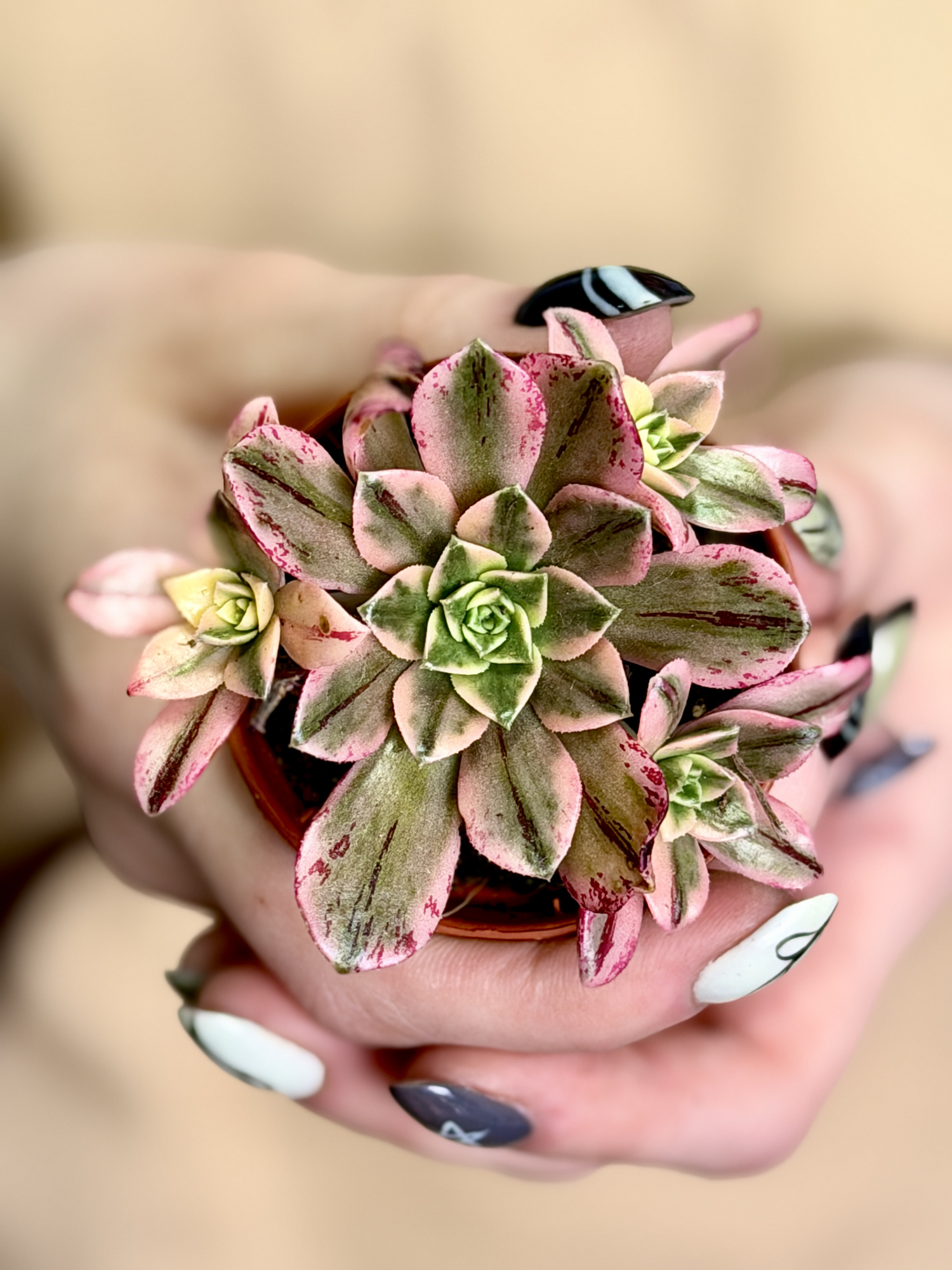 Эониум Бронзовая Медаль (Aeonium Bronze Medal Variegata) D5см