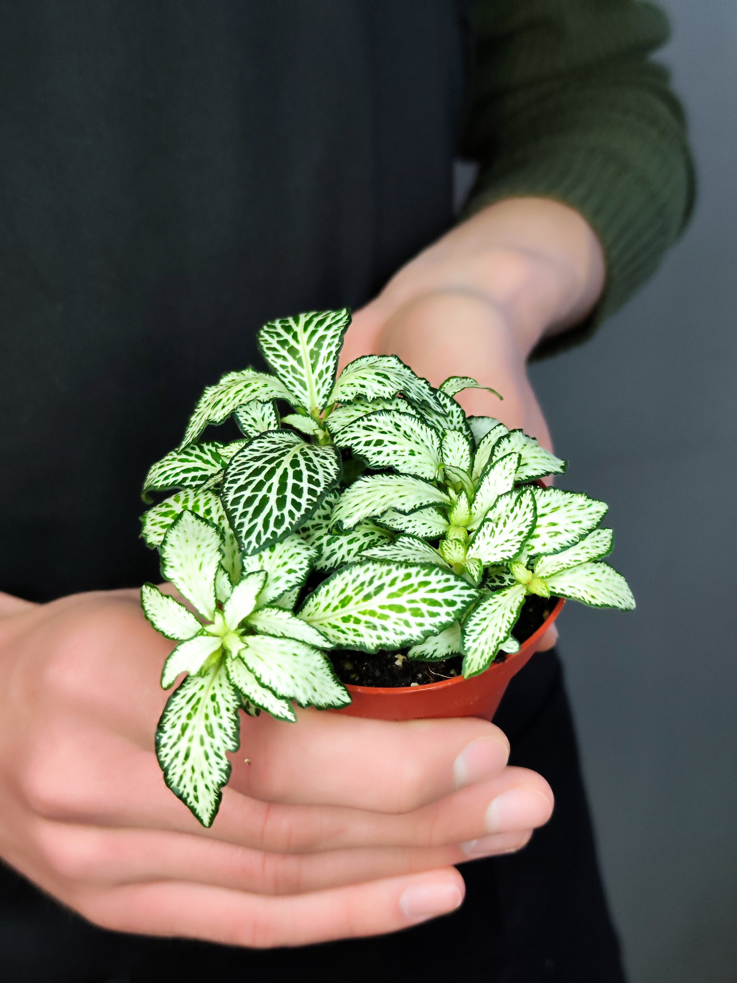 Фиттония Белая Форест Флейм (Fittonia White Forest Flame) D8,5см