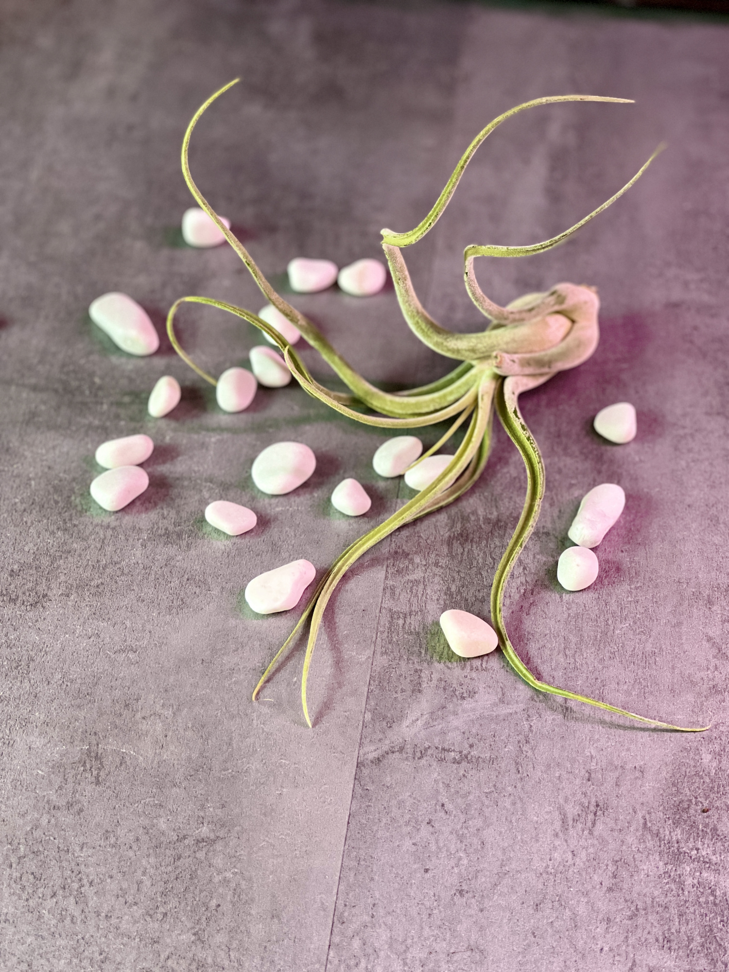 Тилландсия Голова Медузы (Tillandsia Caput Medusae)