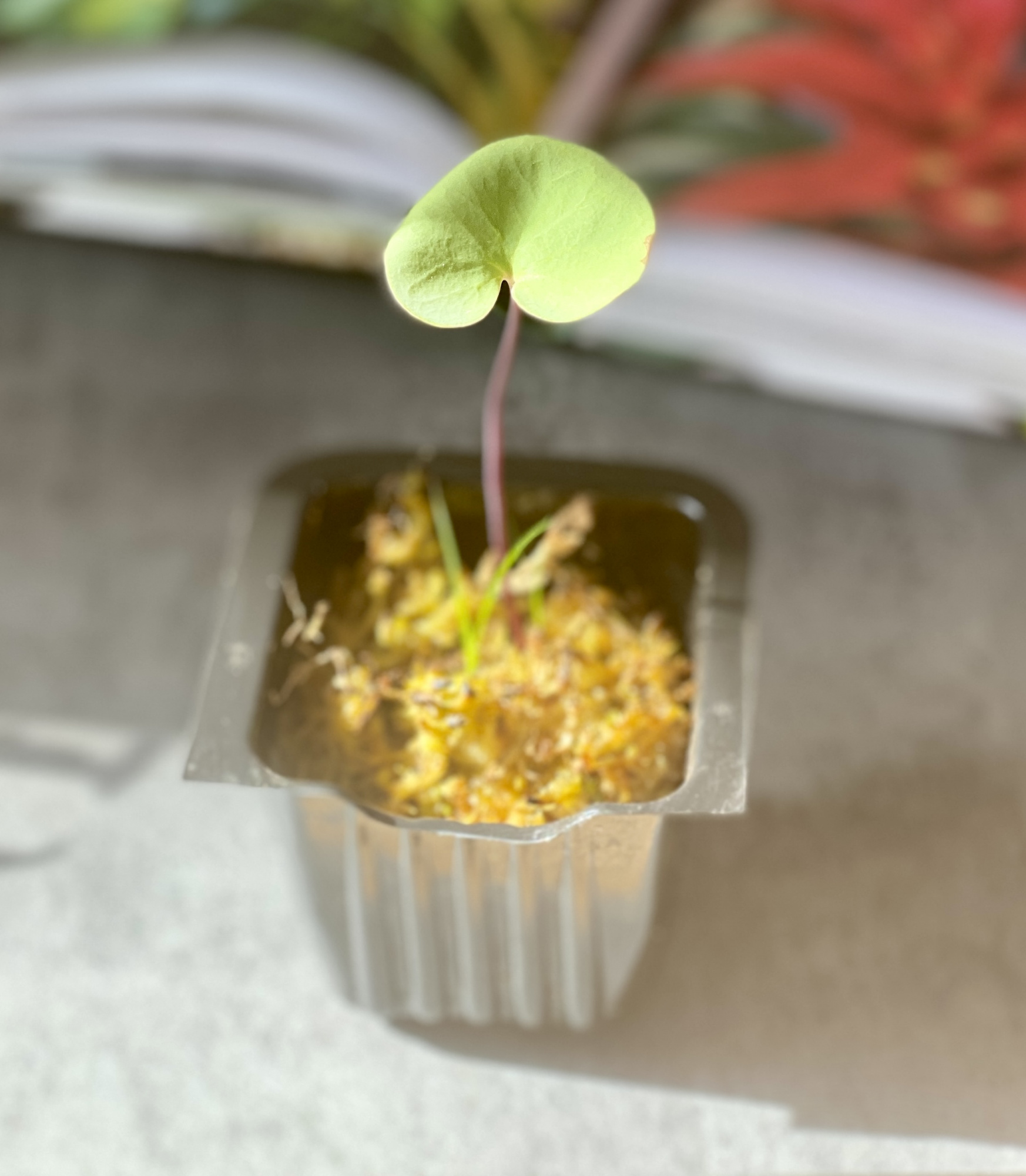 Пузырчатка почковидная (Utricularia reniformis)