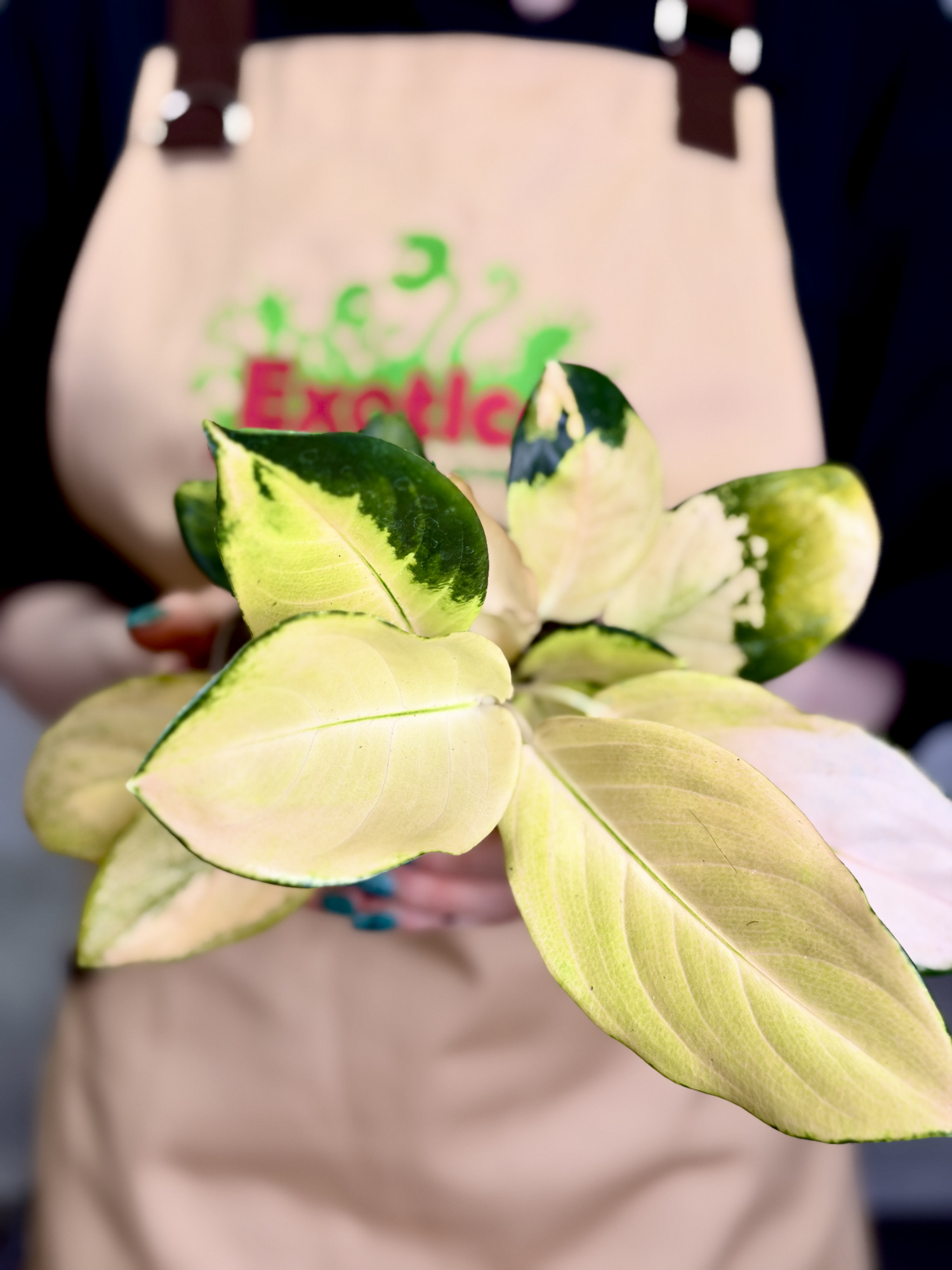 Аглаонема Голден (Aglaonema Golden) D12см