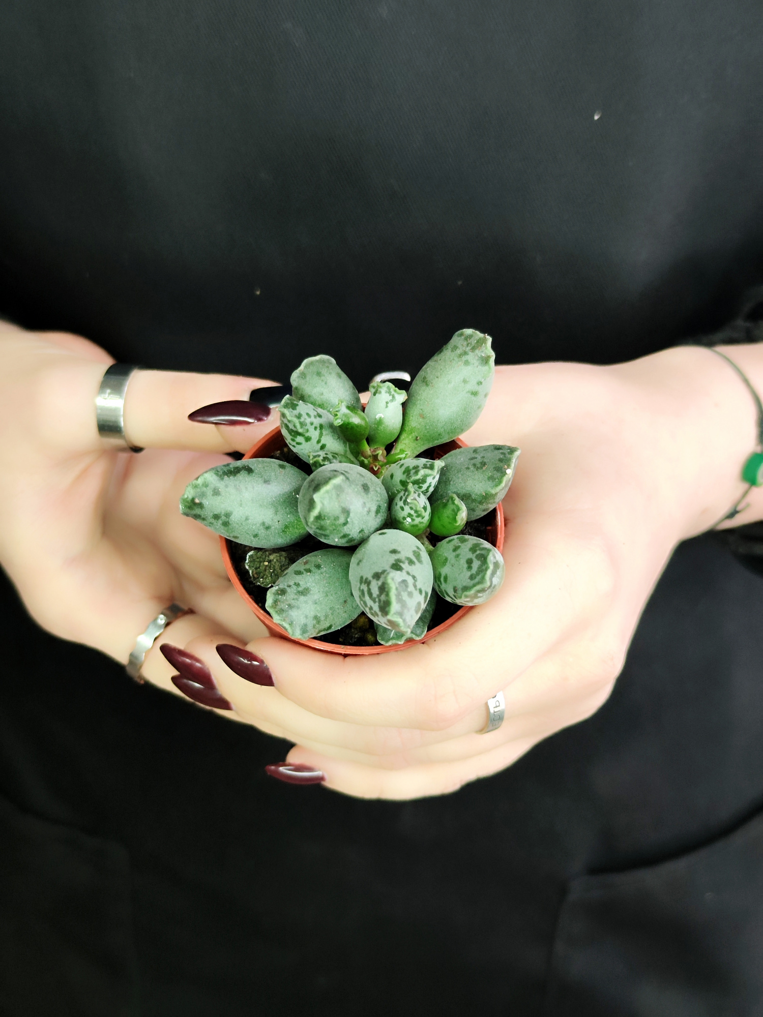 Адромискус Грей (Adromischus Grey) D5см