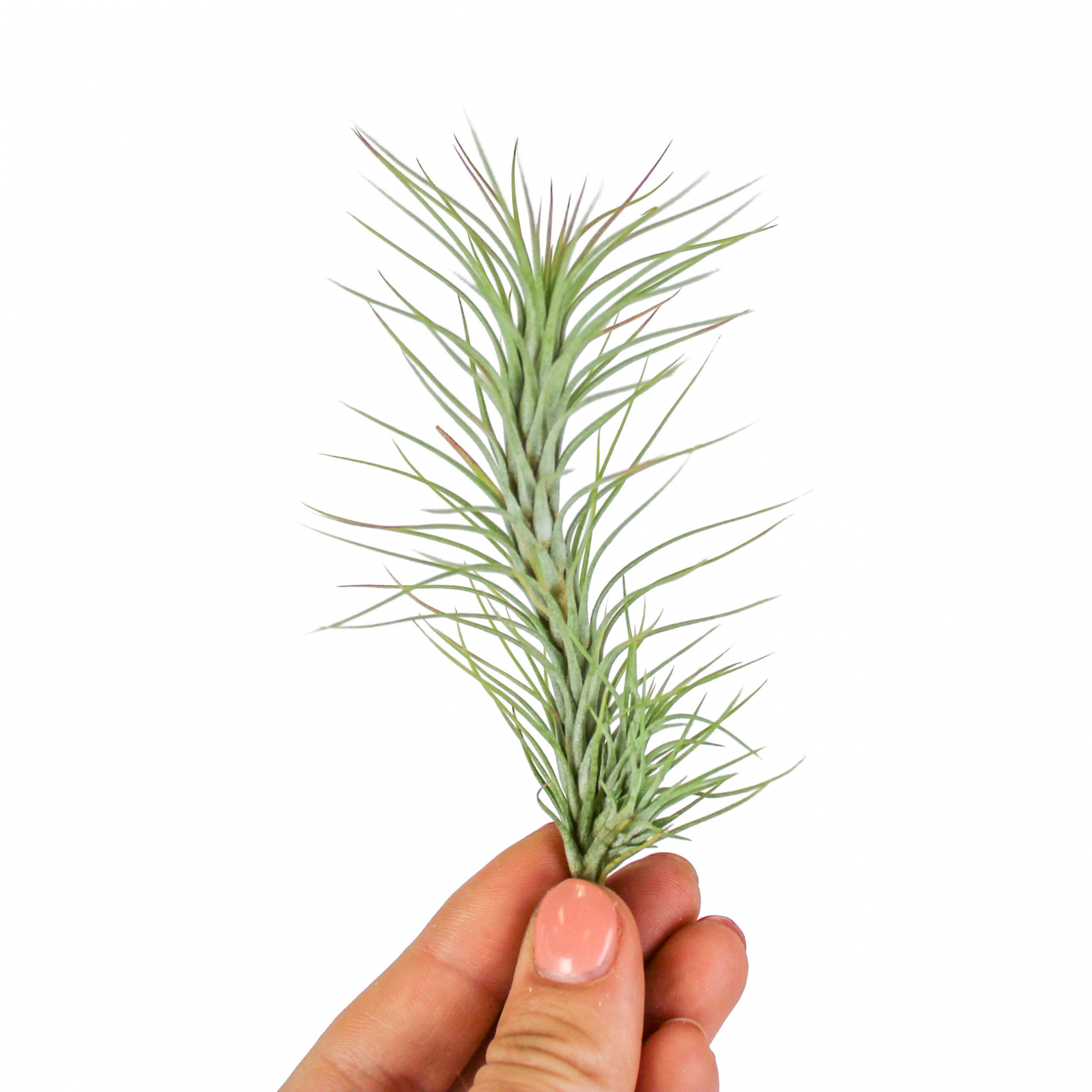 Тилландсия Фанкиана Груп (Tillandsia Funckiana Group)
