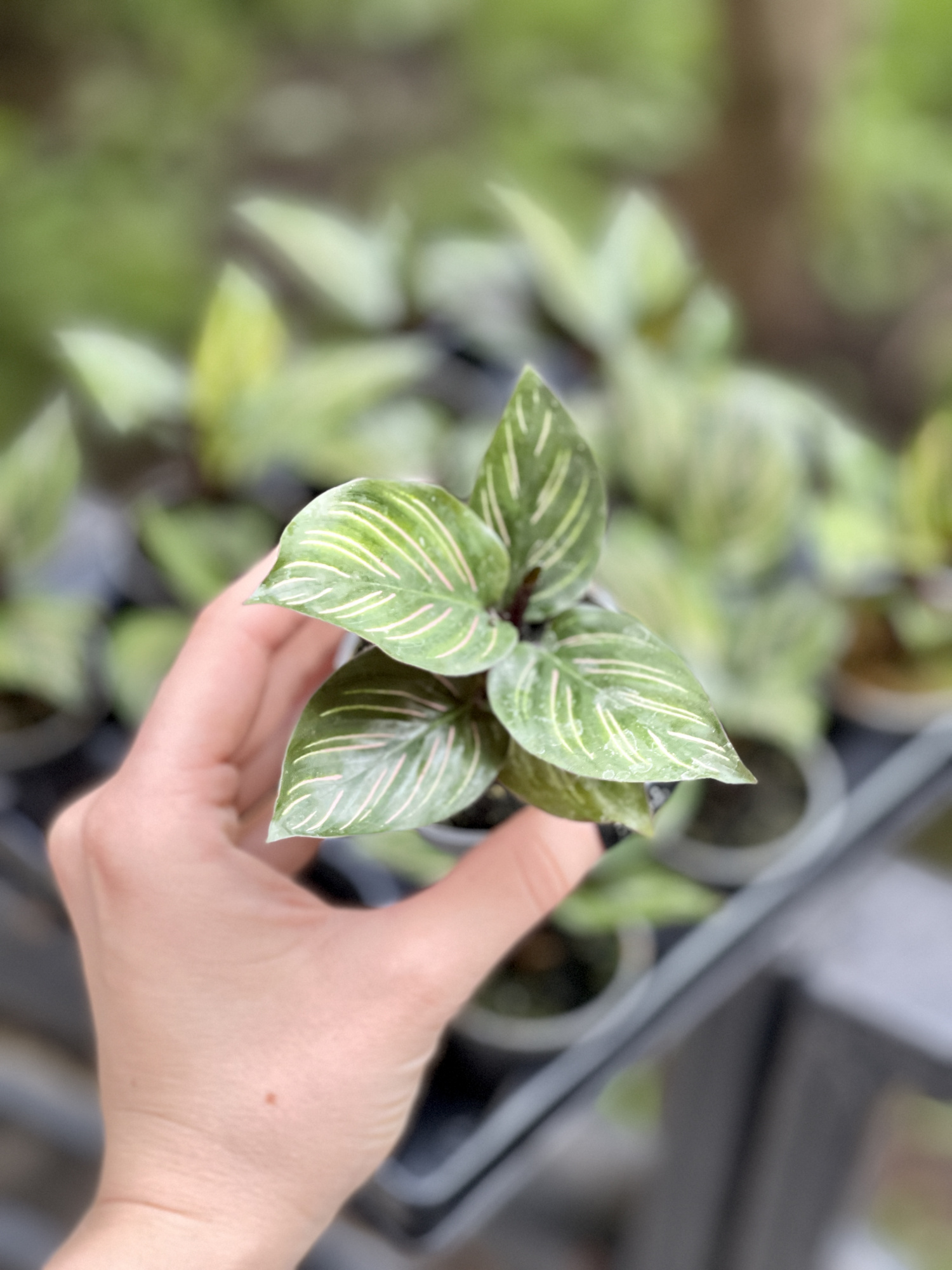 Калатея Бьюти Стар (Calathea Beauty Star) 6см