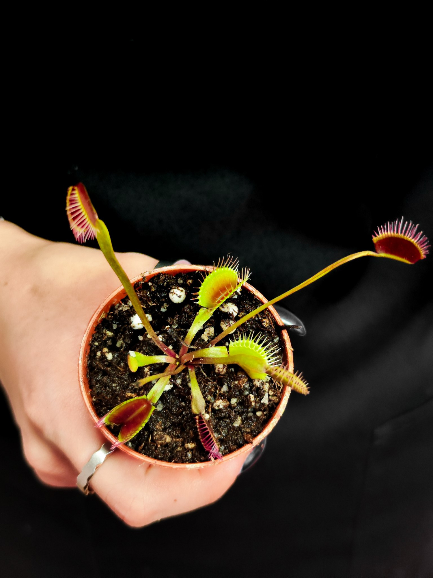 Венерина Мухоловка Гигантская (Dionaea Muscipula Gigantea) D5см