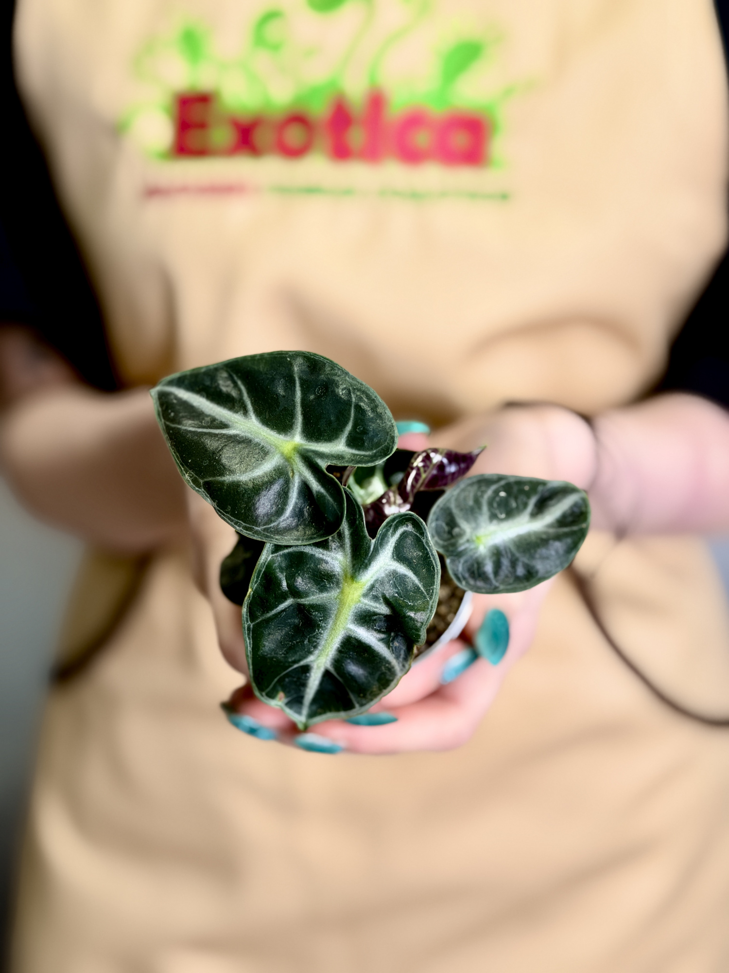 Алоказия Балун Харт (Alocasia Balloon Heart) D6см