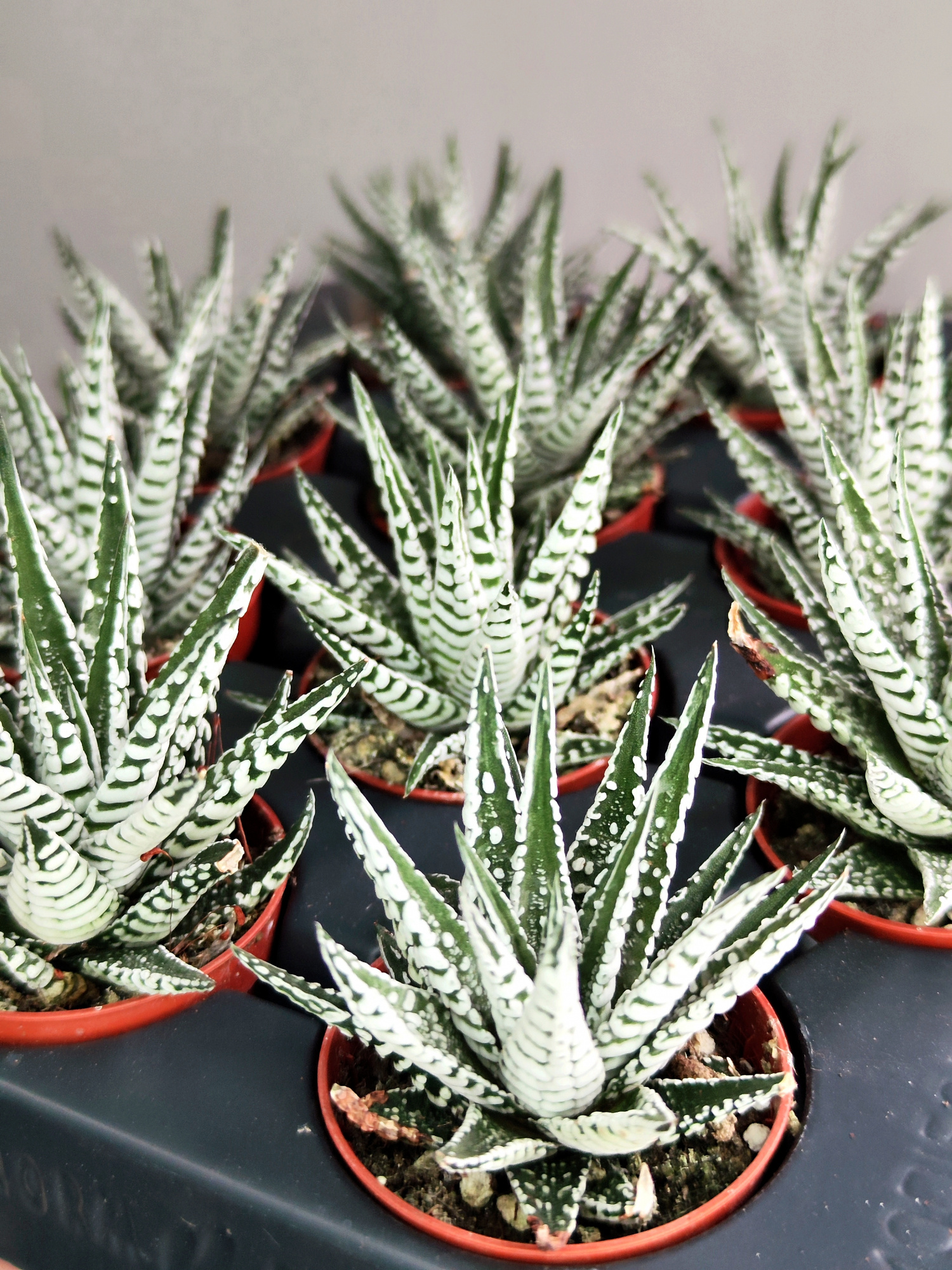 Хавортия Полосатая Альба (Haworthia Fasciata Alba) D5см