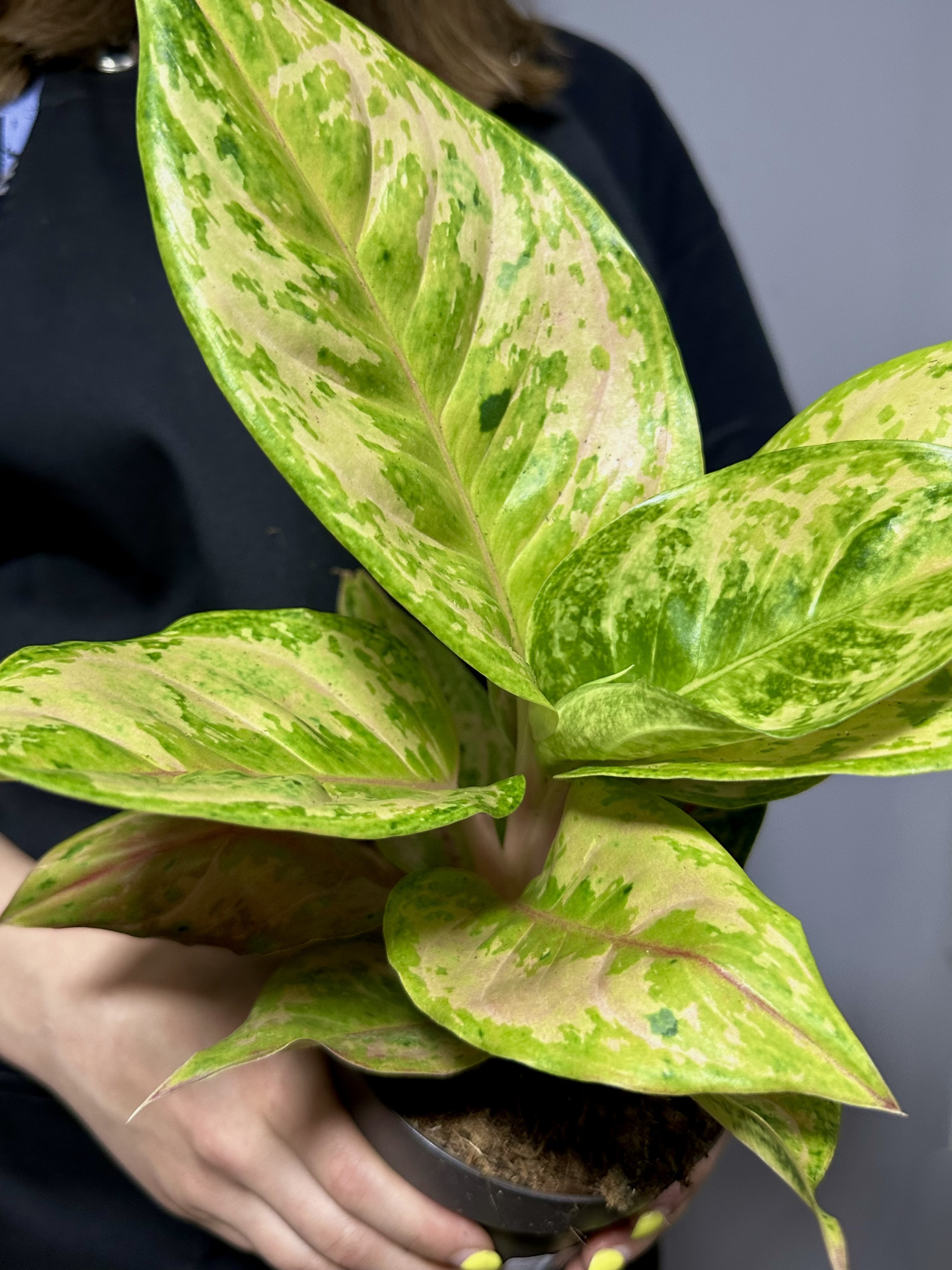 Аглаонема Пастелла (Aglaonema Pastella) D12см