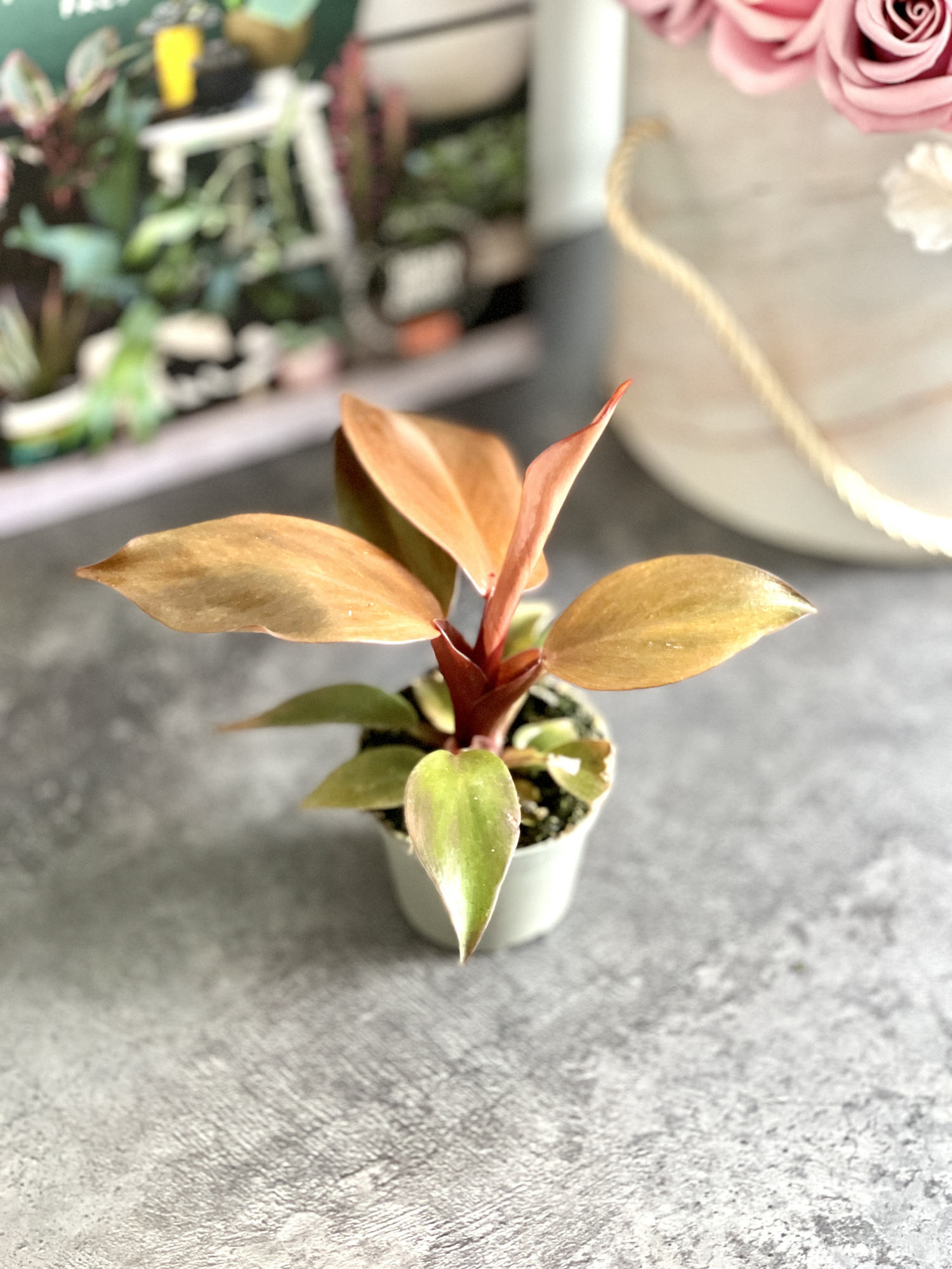 Филодендрон Ред Сан (Philodendron Red Sun) D6см