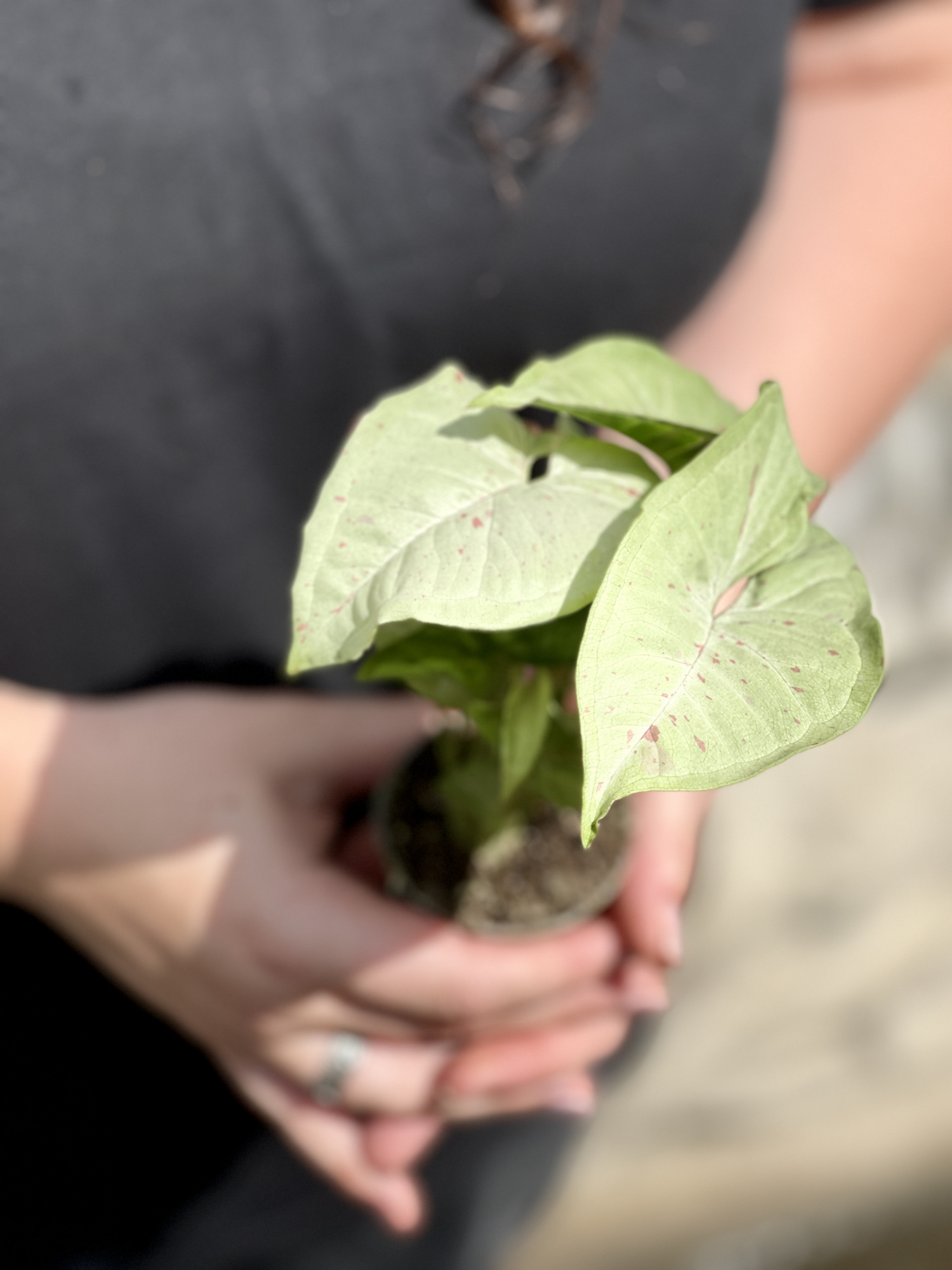 Сингониум Конфетти Милк (Syngonium Milk Konfetti) D6см