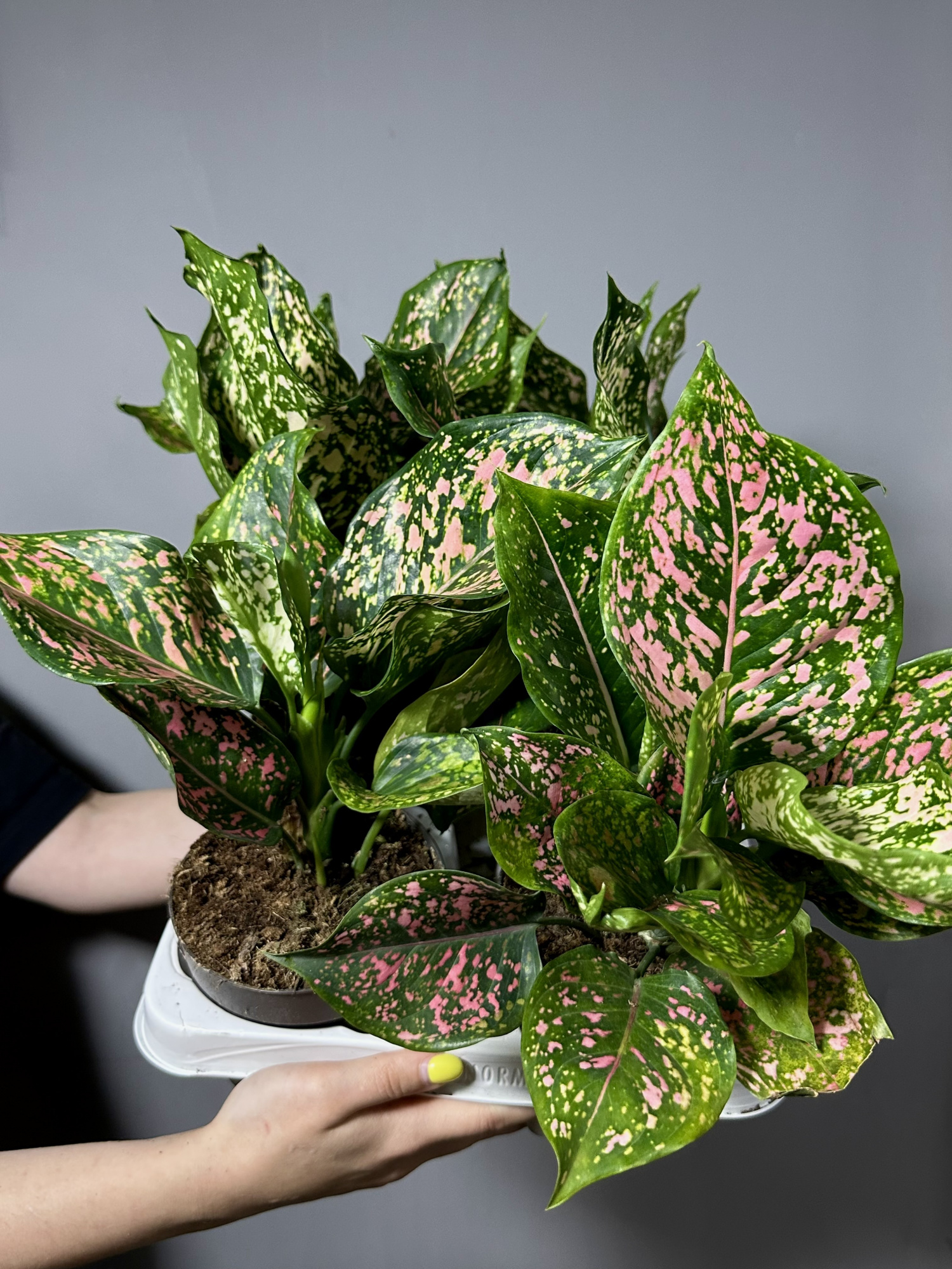 Аглаонема Пинк Леопард (Aglaonema Pink Leopard) D12см